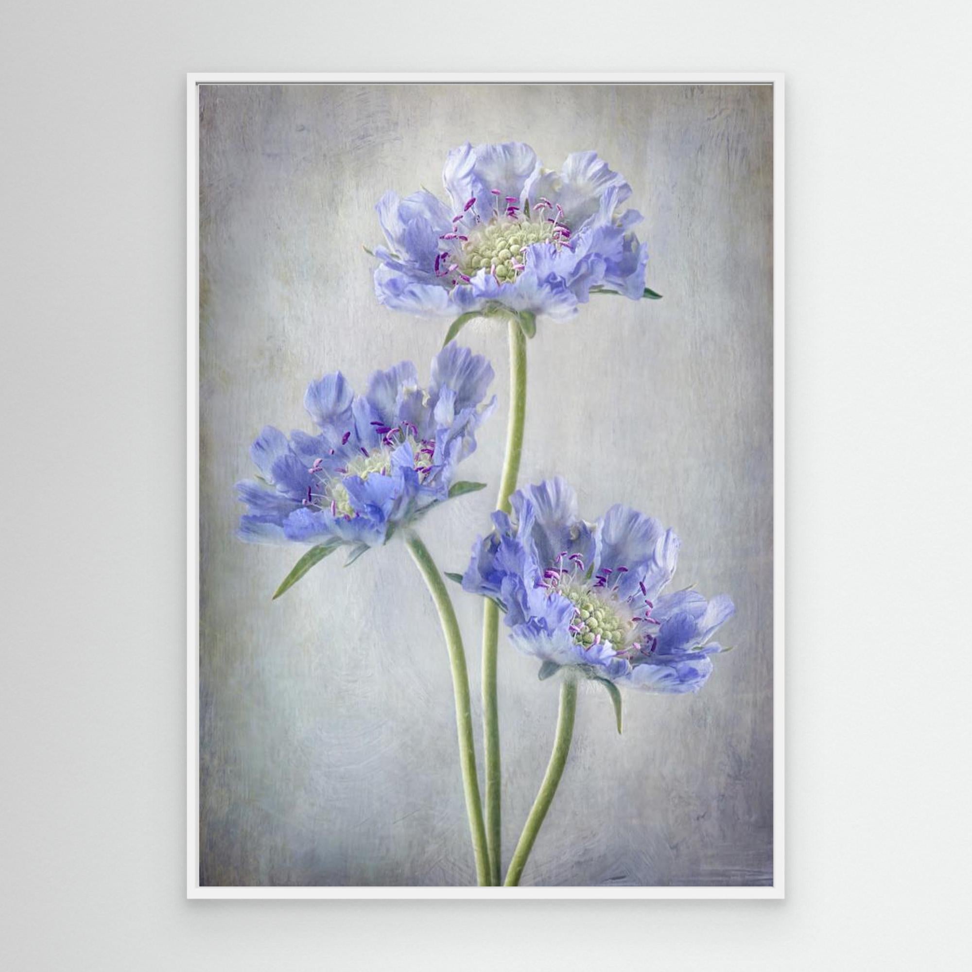 Scabiosa by Mandy Disher