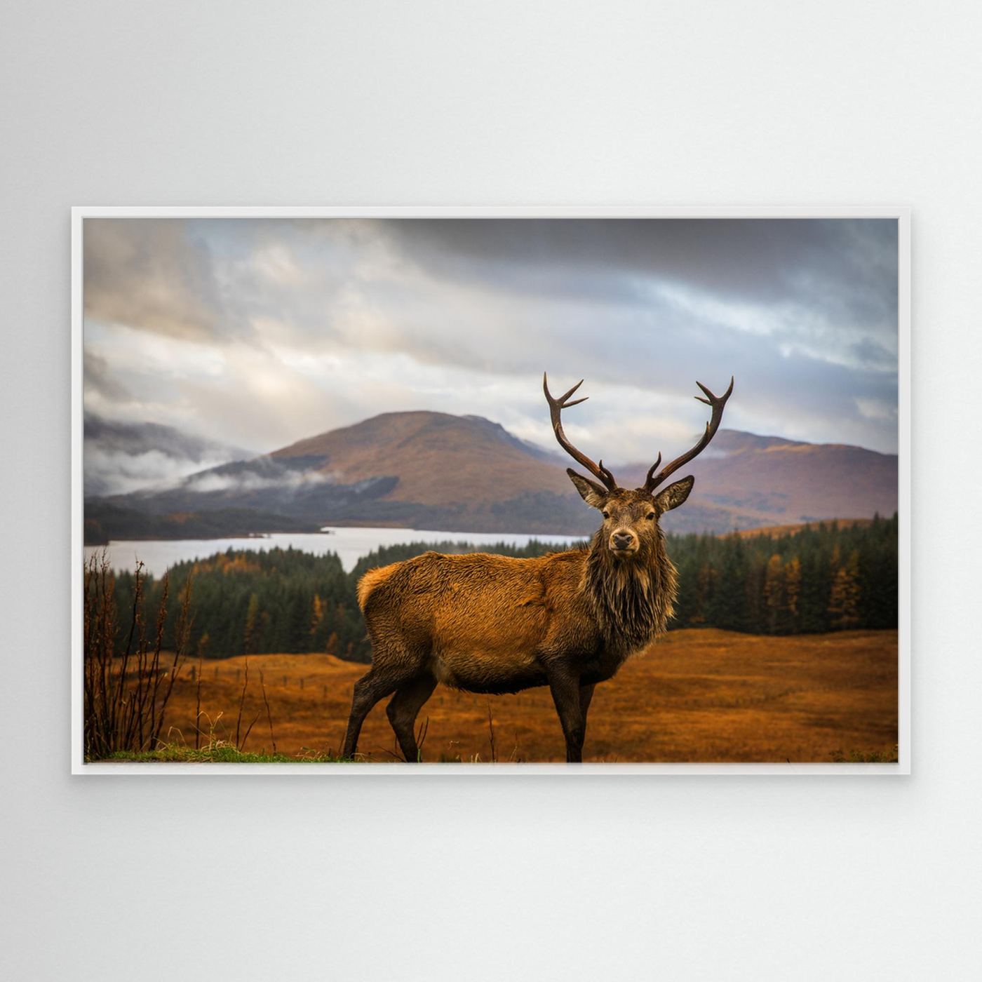 Scottish Stag by Adrian Popan Canvas