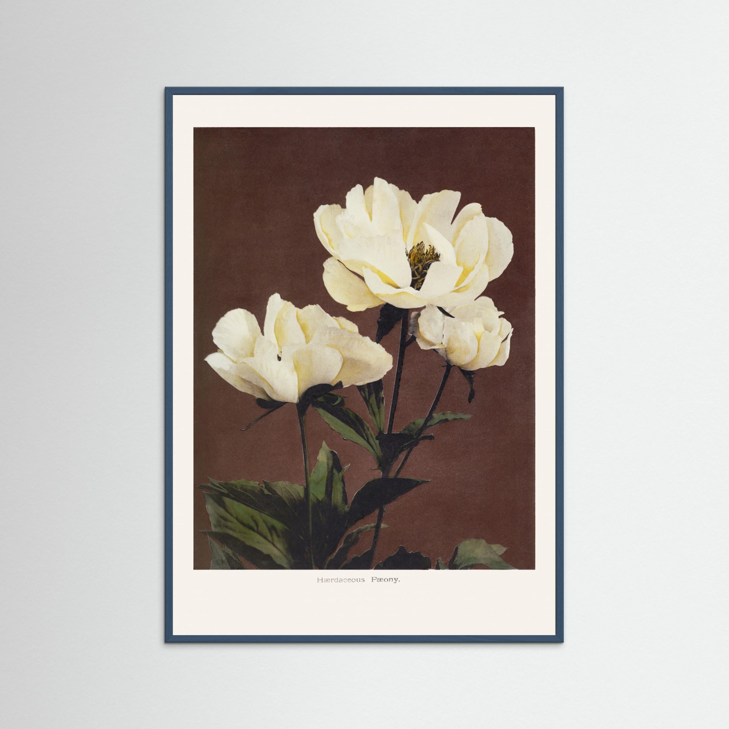 Hærdaceous Peony Fine Art Paper 