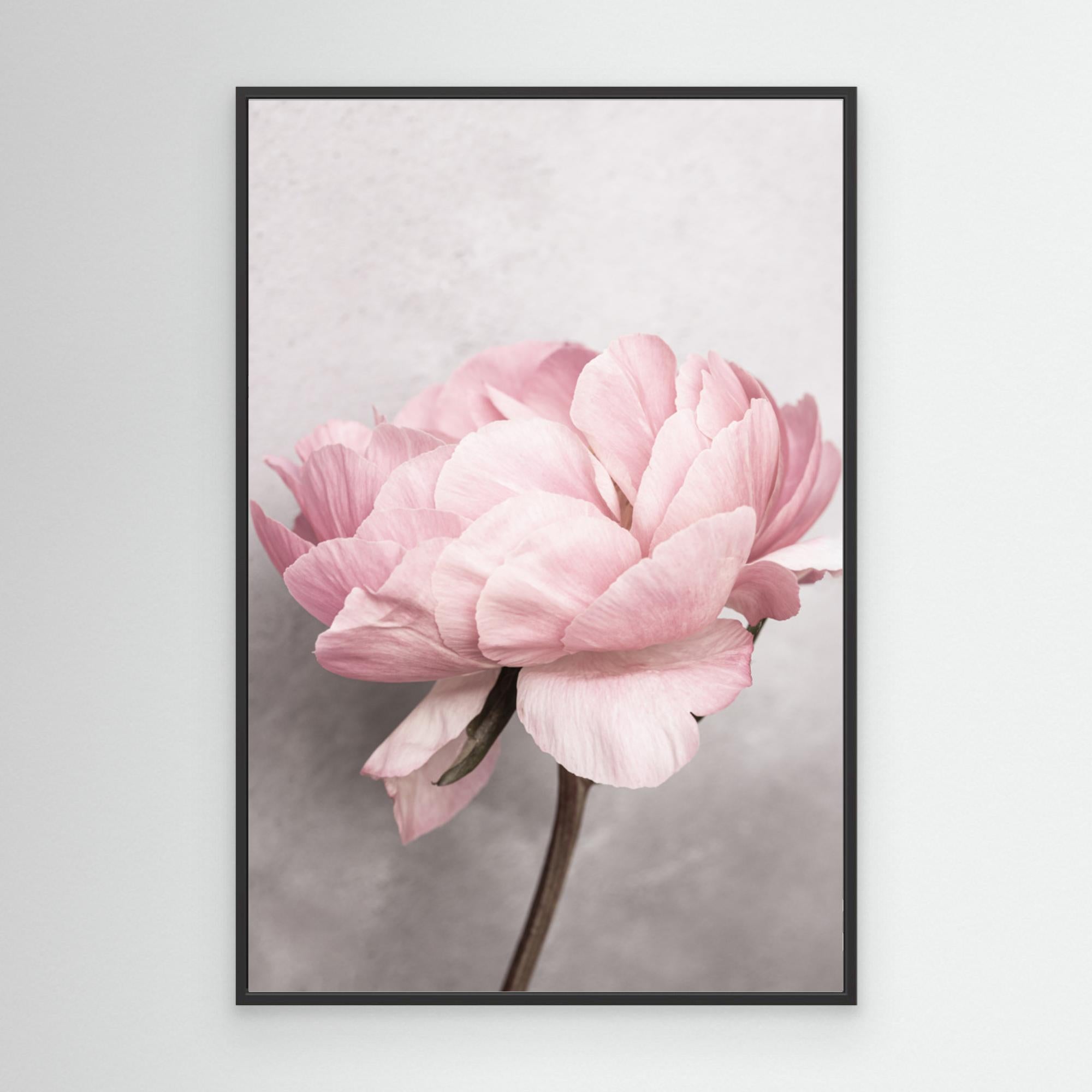 Peony by Kathrin Pienaar