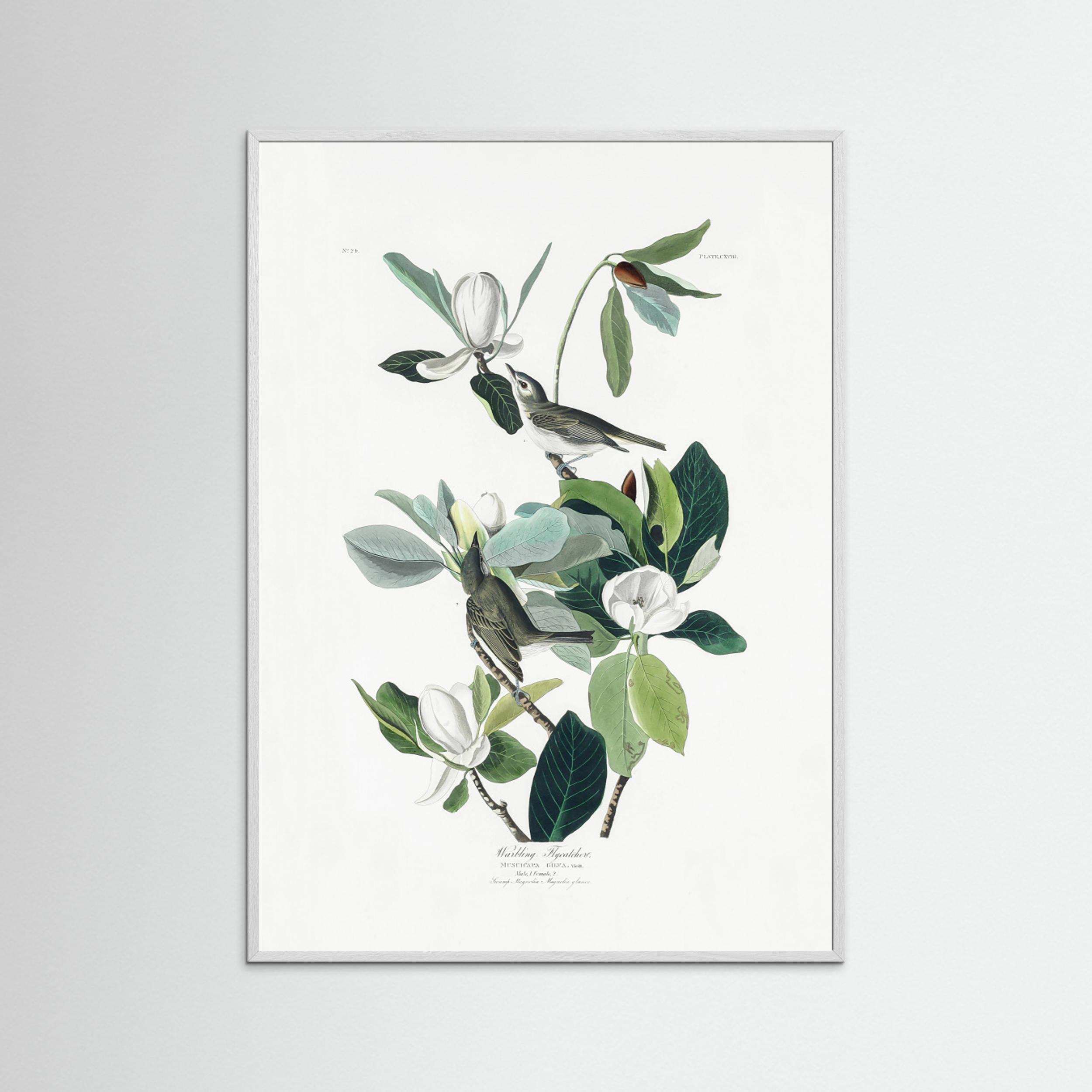 Warbling Flycatcher From Birds of America (1827) by Pictufy