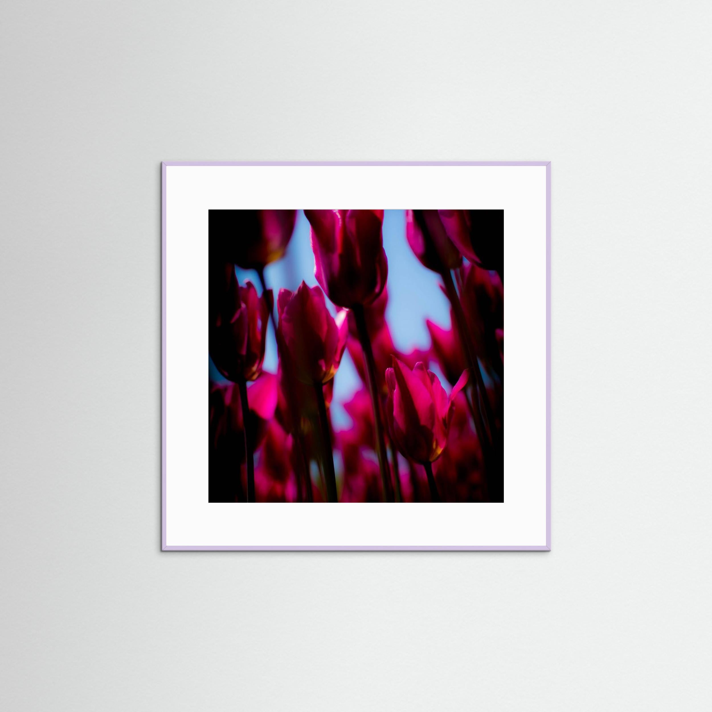 Purple Tulips by Pelin Atilla