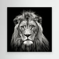 Young Male Lion by Christian Meermann Canvas