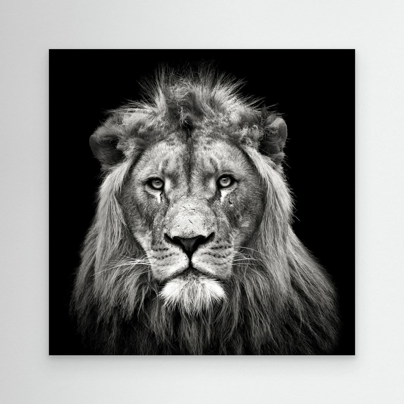 Young Male Lion by Christian Meermann Canvas