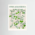 Citrus Aurantifolia - Lime by Emel Tunaboylu Fine Art Paper