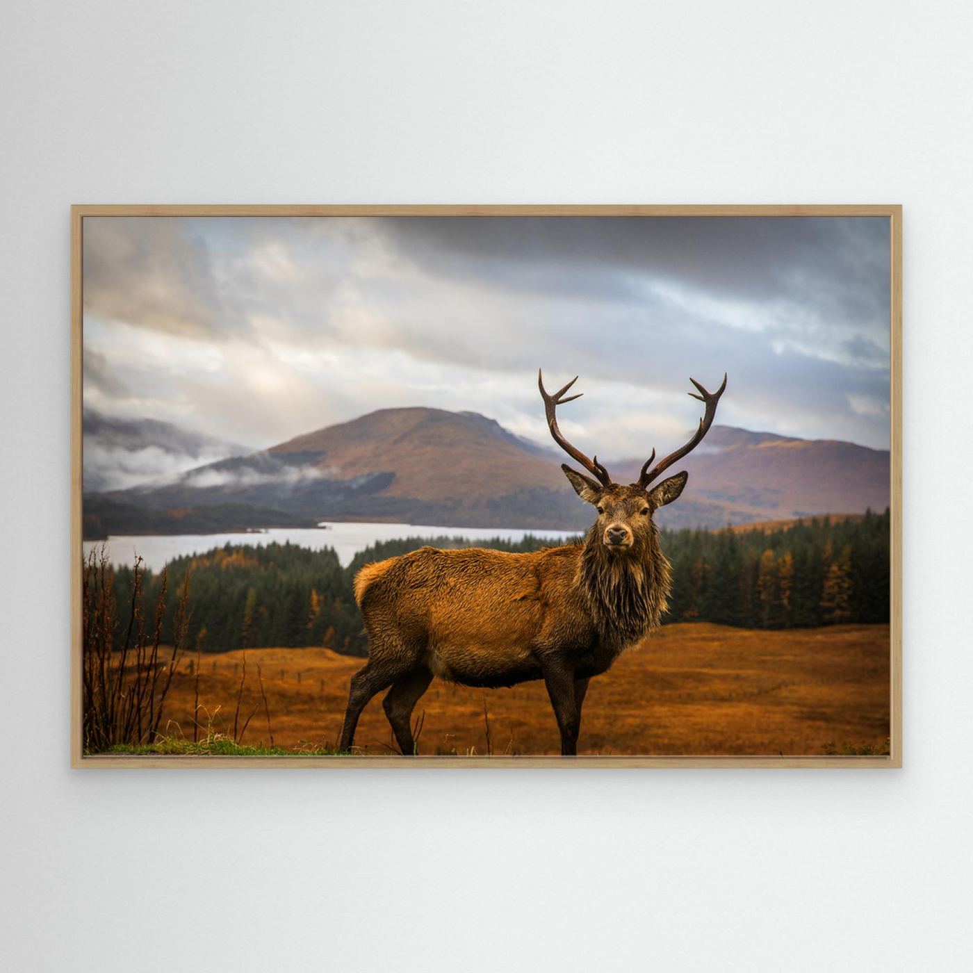 Scottish Stag by Adrian Popan Canvas