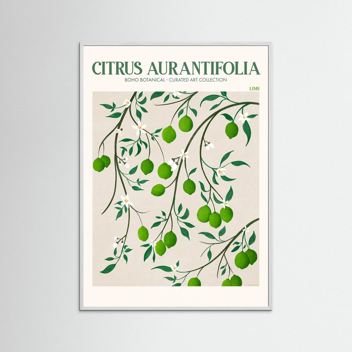 Citrus Aurantifolia - Lime by Emel Tunaboylu Fine Art Paper