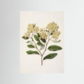 Kumarahou Drawn By Sarah Featon (1848–1927 Fine Art Paper