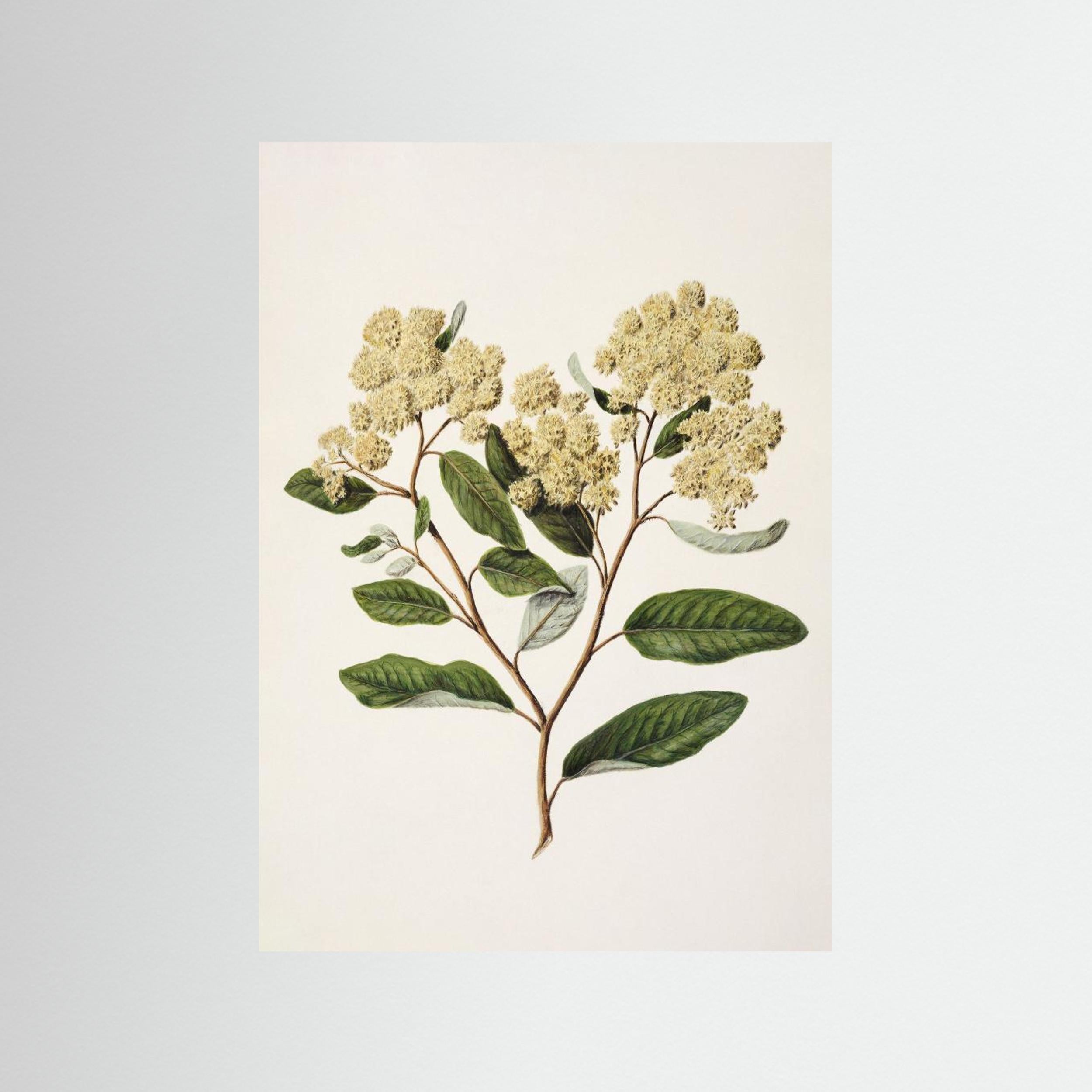 Kumarahou Drawn By Sarah Featon (1848–1927 Fine Art Paper