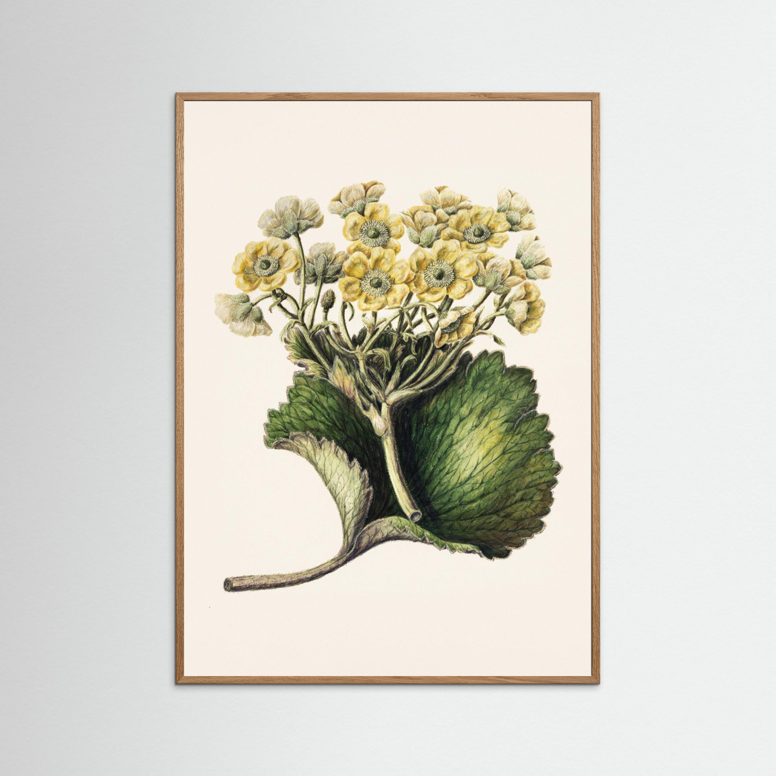 Korikor Drawn By Sarah Featon (1848–1927 Fine Art Paper