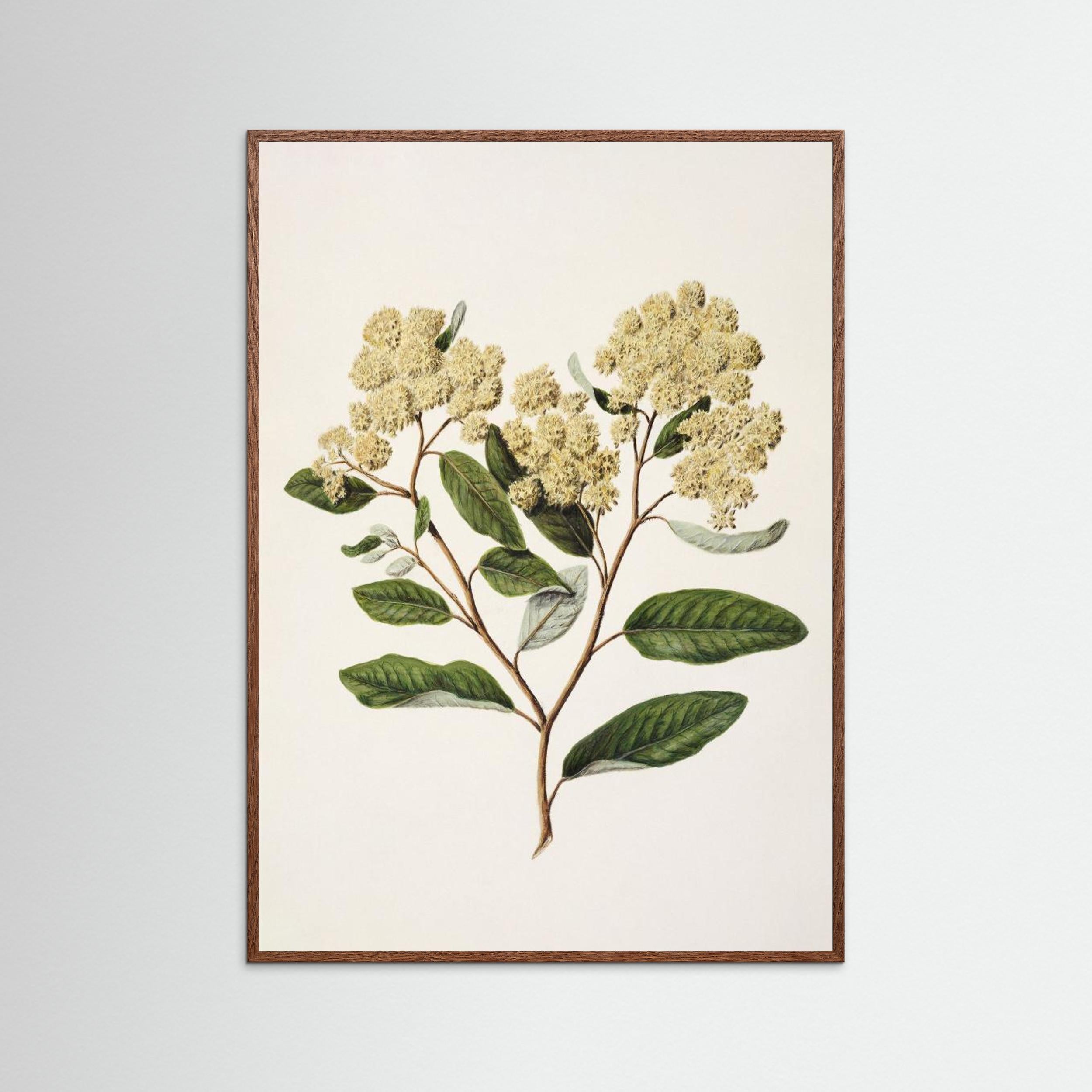 Kumarahou Drawn By Sarah Featon (1848–1927 Fine Art Paper