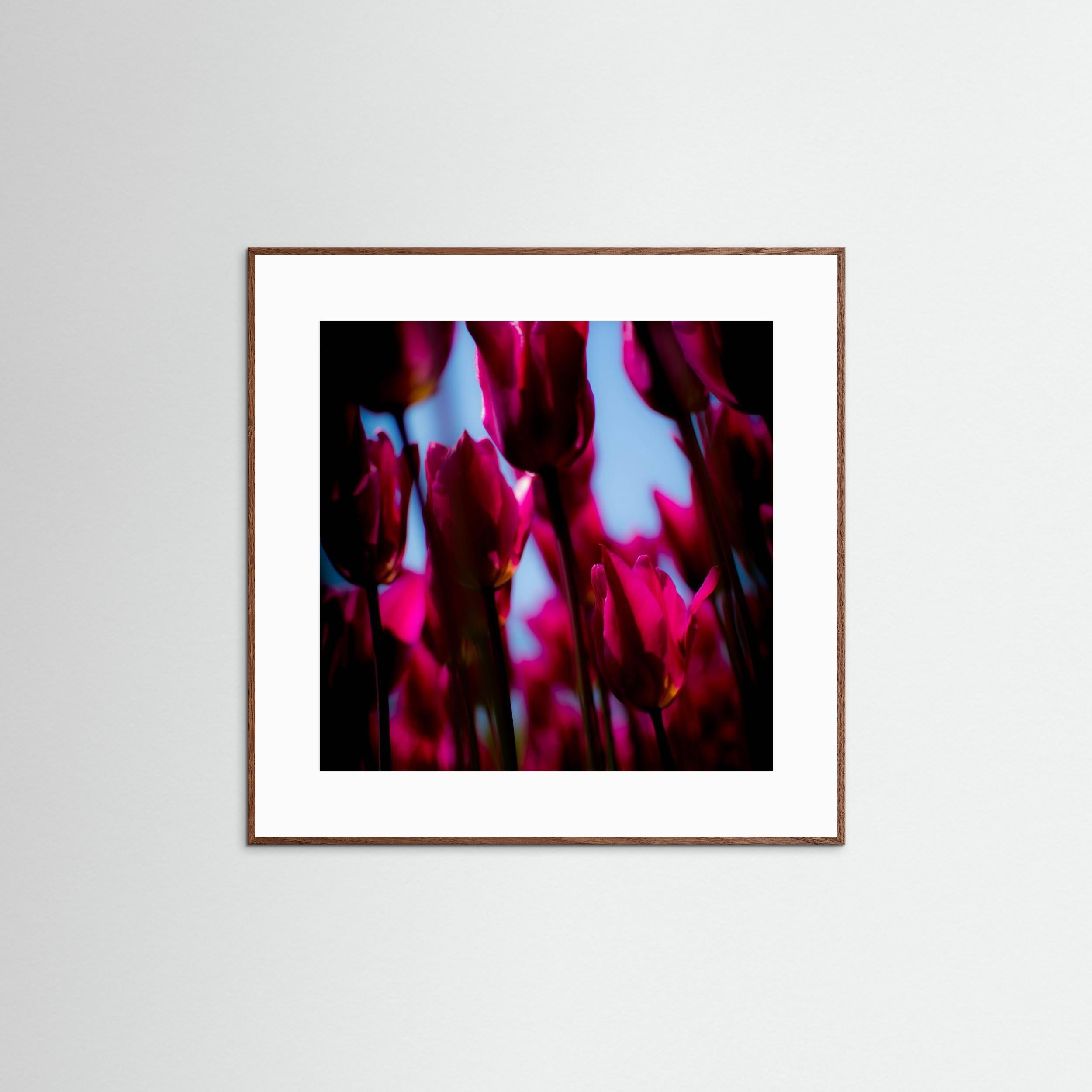 Purple Tulips by Pelin Atilla