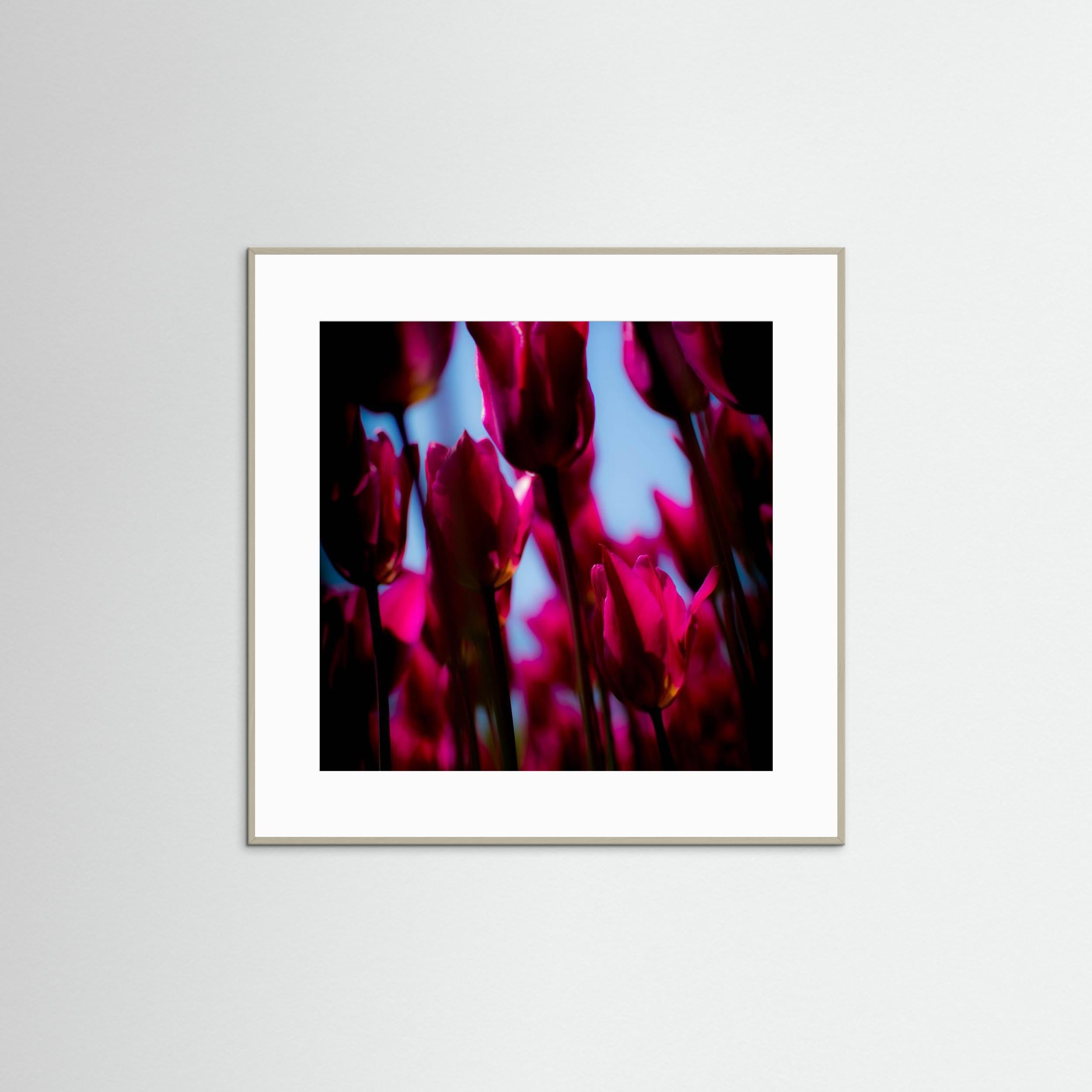 Purple Tulips by Pelin Atilla