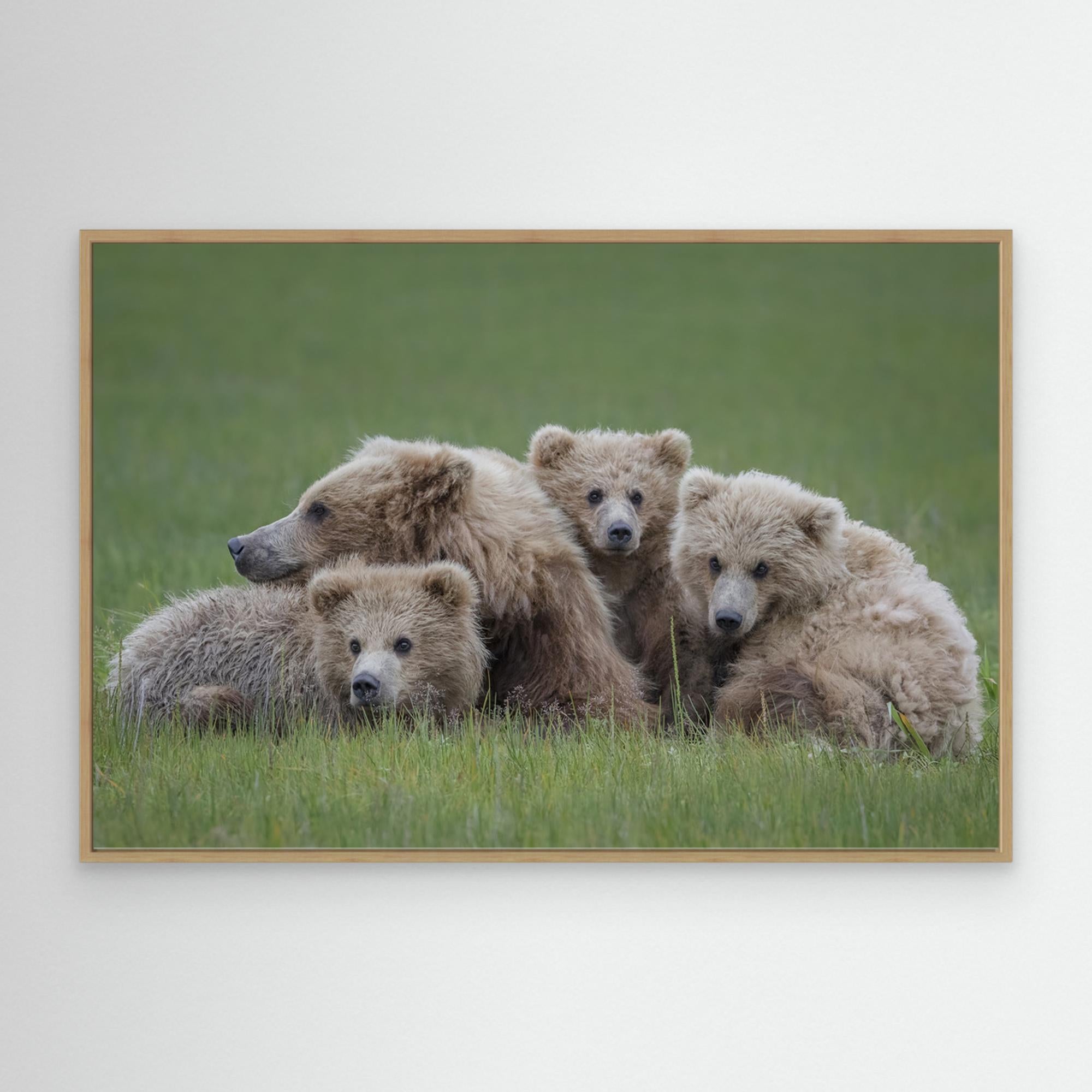 Bear Huddle by Renee Doyle Canvas