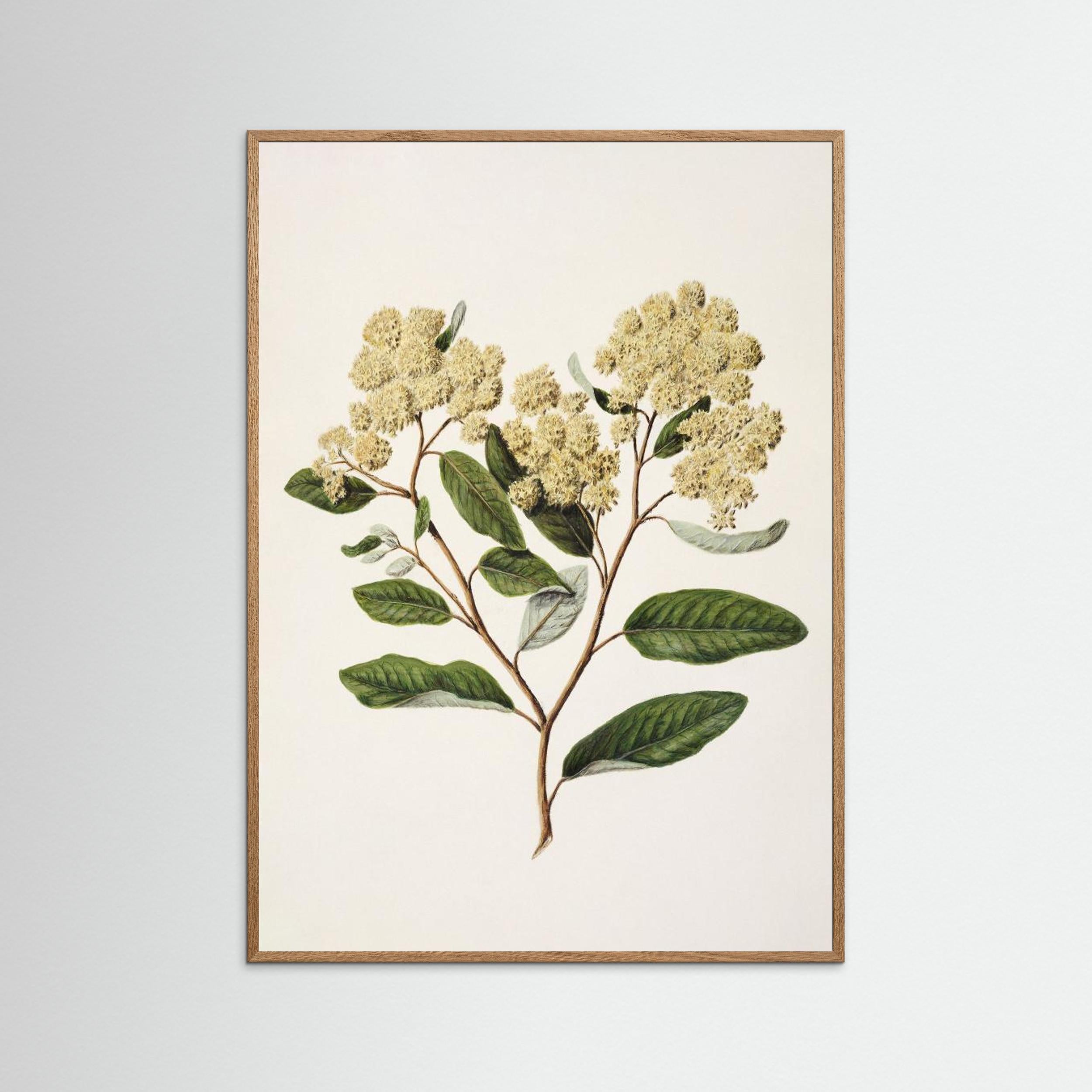 Kumarahou Drawn By Sarah Featon (1848–1927 Fine Art Paper