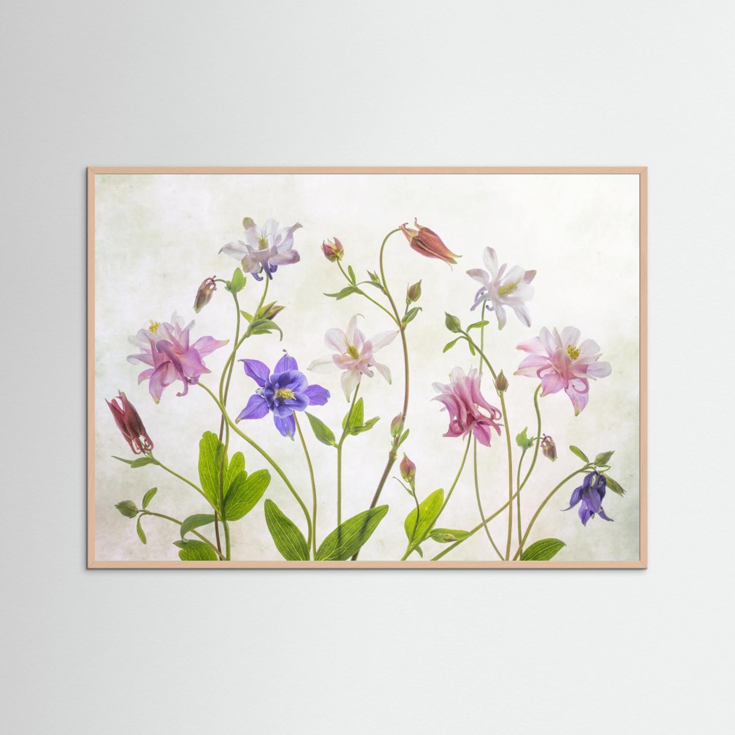 Columbine by Mandy Disher Fine Art Paper 