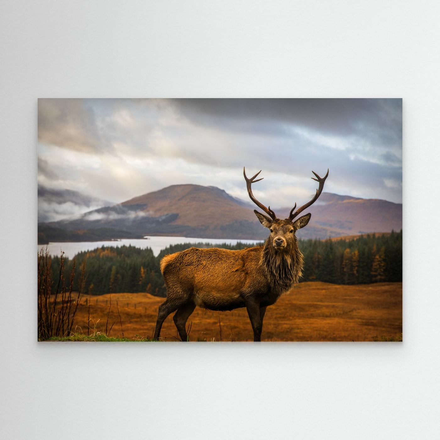 Scottish Stag by Adrian Popan Canvas