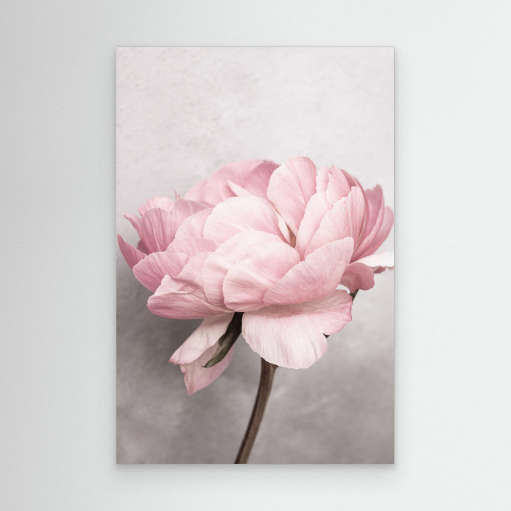 Peony by Kathrin Pienaar