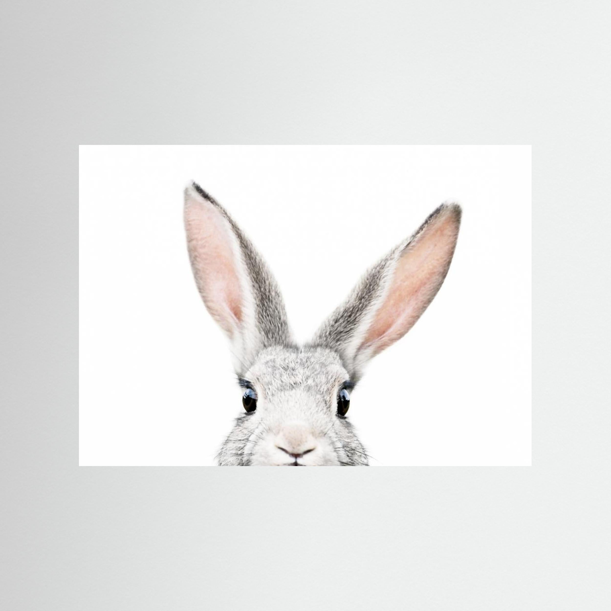 Peeking Bunny by Kathrin Pienaar Fine Art Paper 