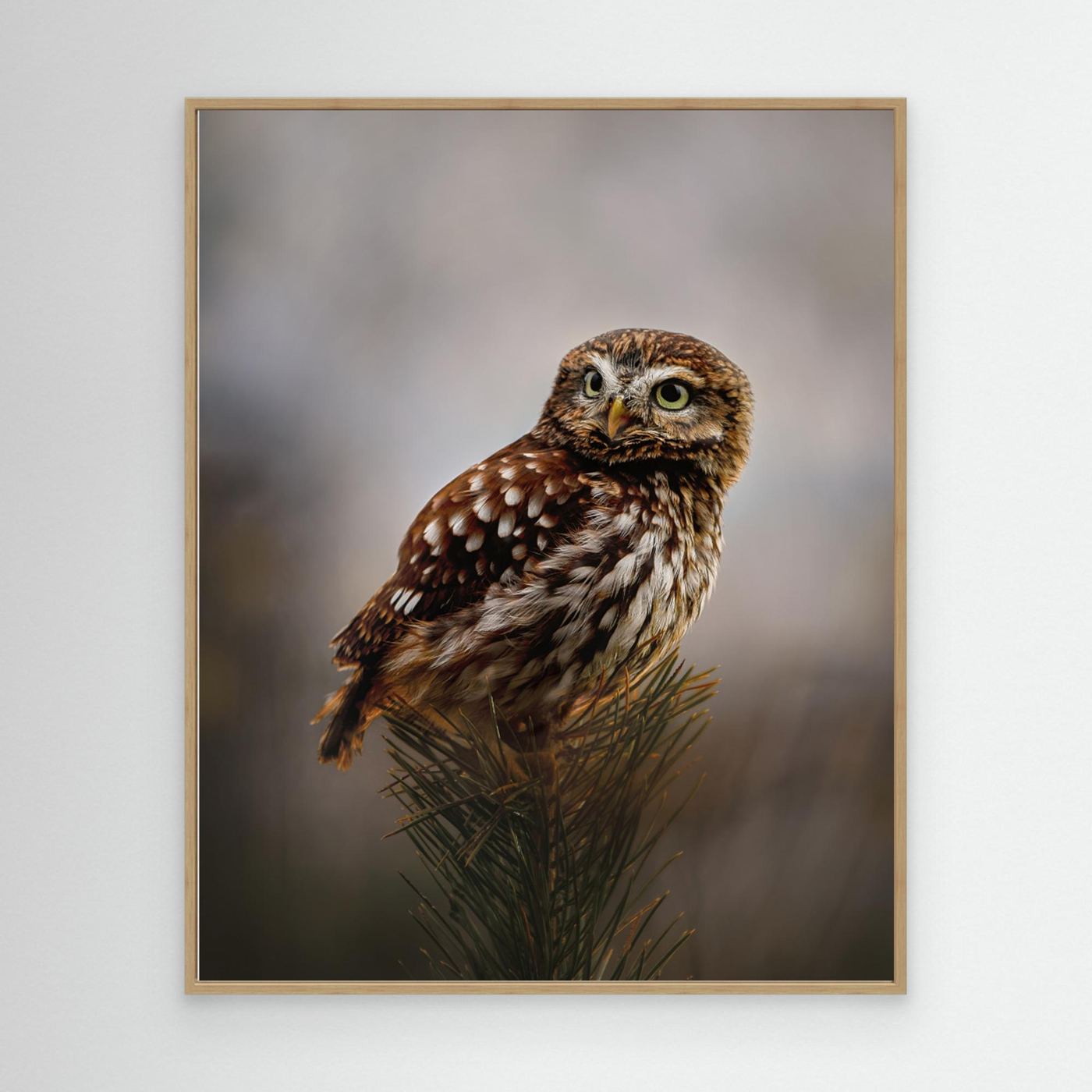 Morning with owl by Michaela Firešová Canvas