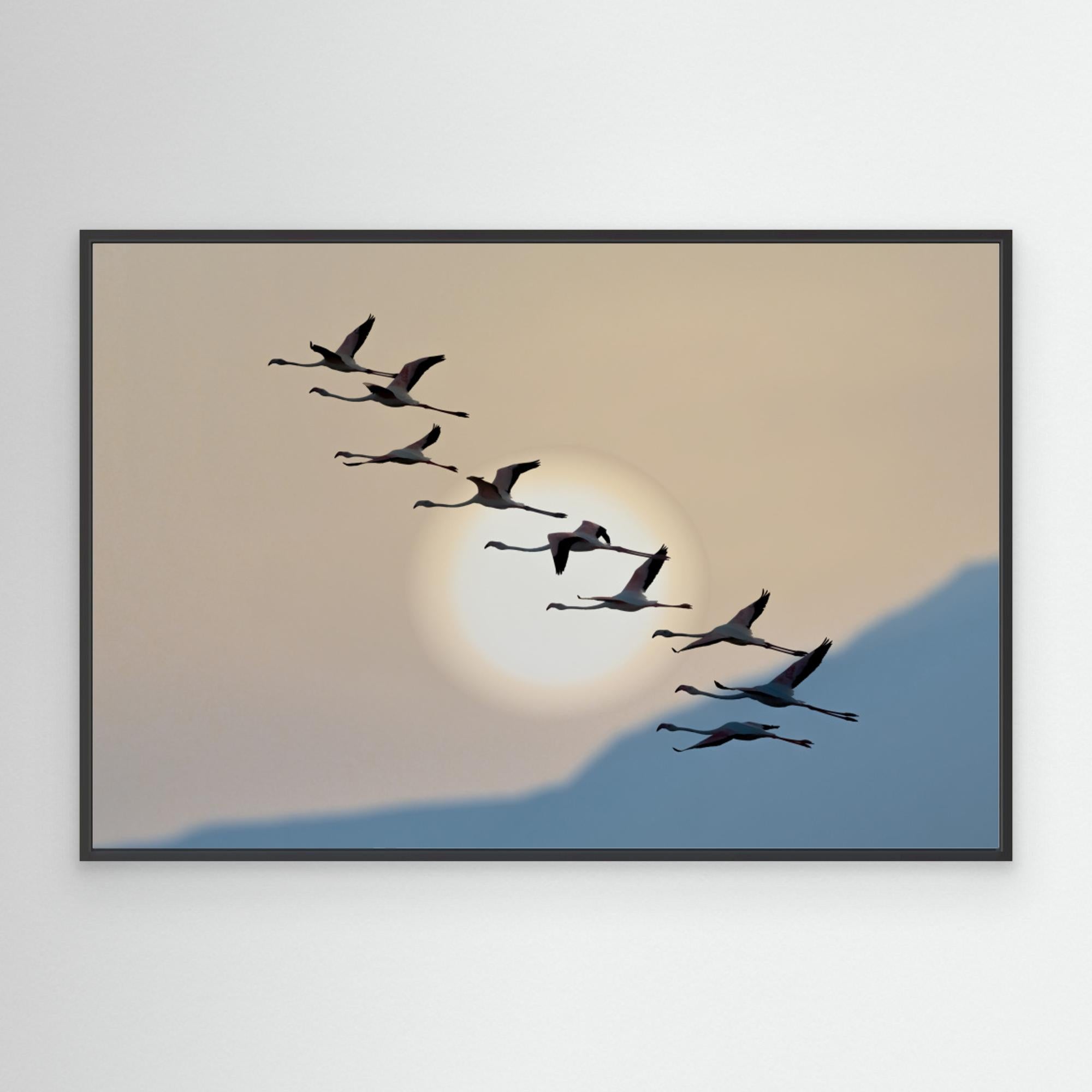Flamingos at sunrise by אייל בר אור • Eyal Bar Or Canvas