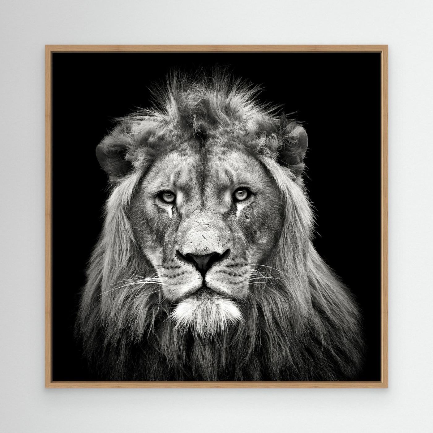 Young Male Lion by Christian Meermann Canvas