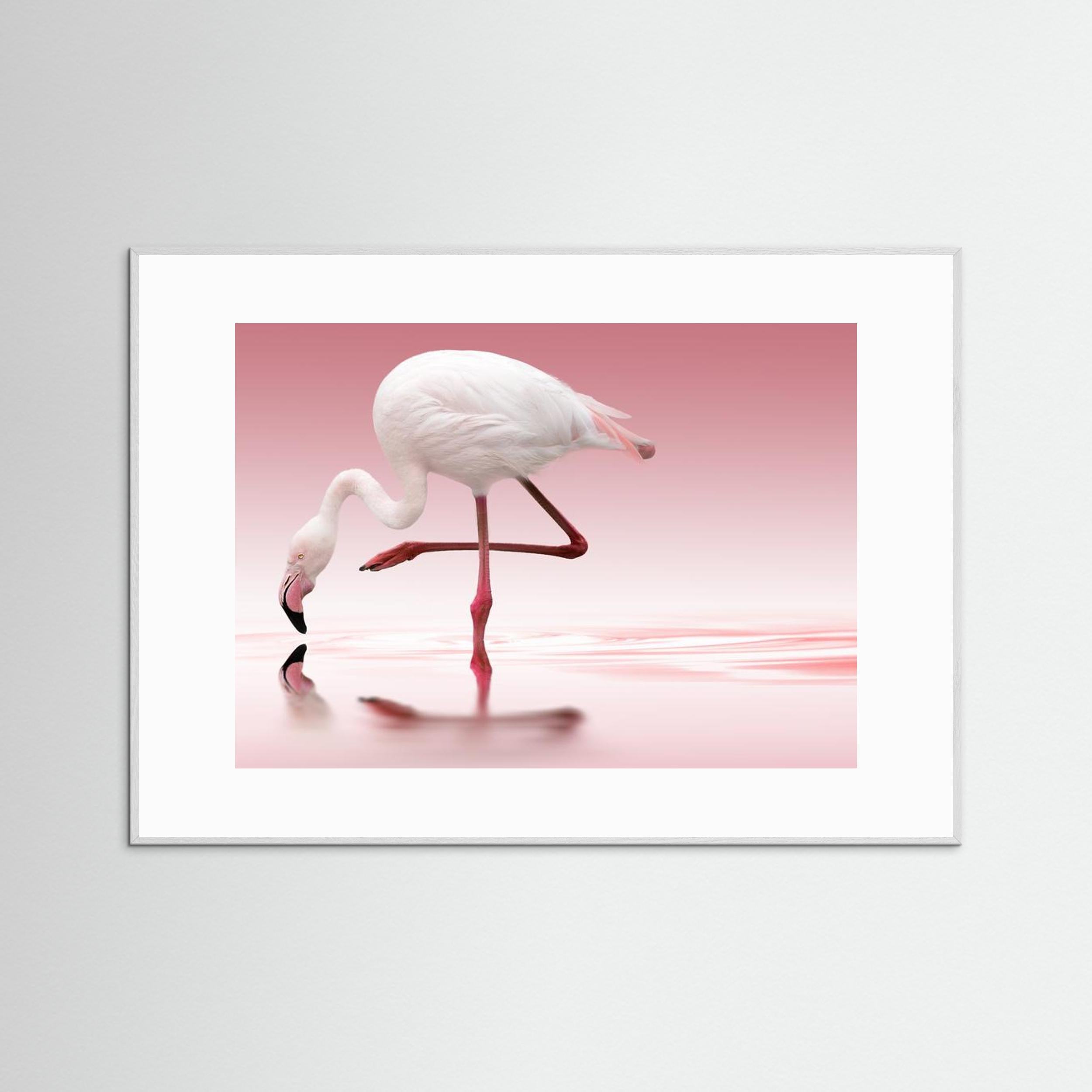 Flamingo by Doris Reindl Fine Art Paper 