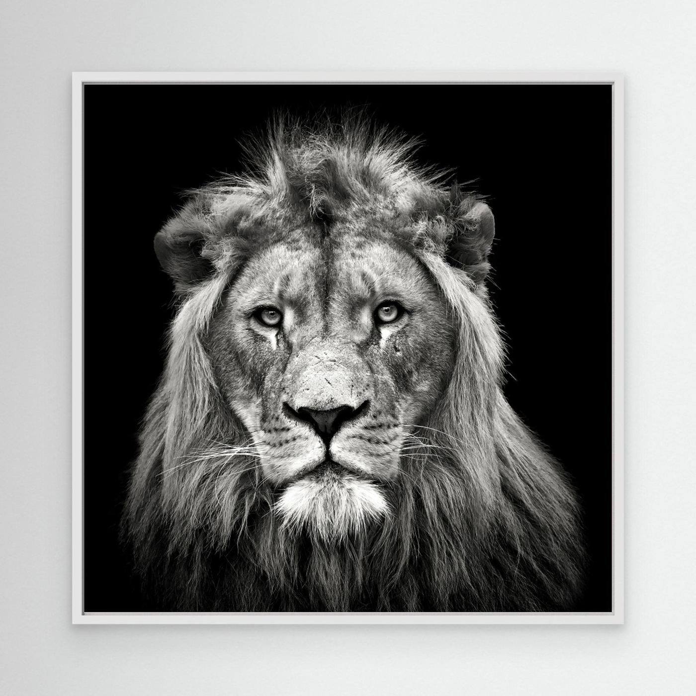 Young Male Lion by Christian Meermann Canvas