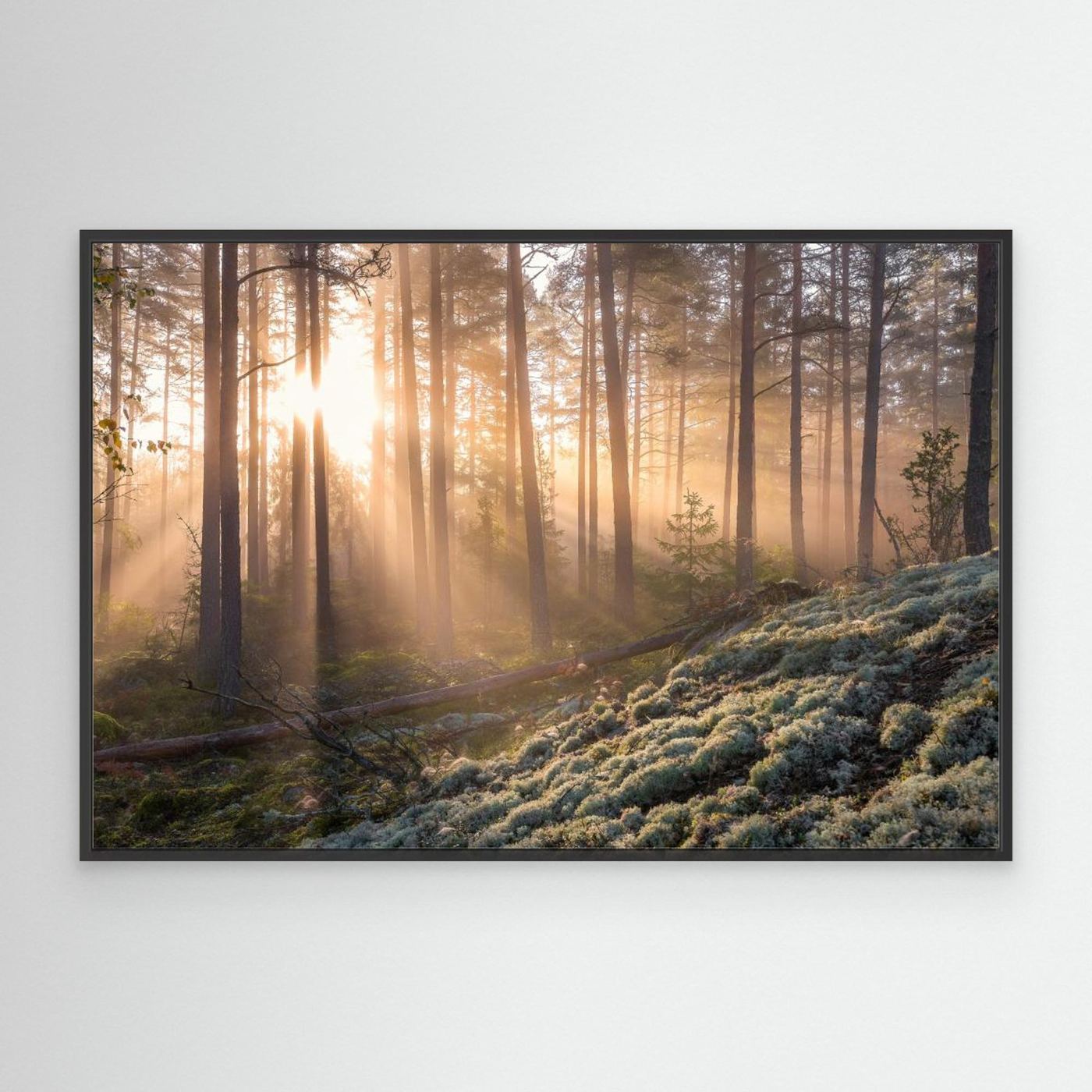 Fog in the forest with white moss in the forground by Christian Lindsten Canvas