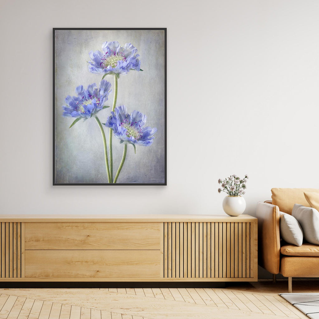 Scabiosa by Mandy Disher