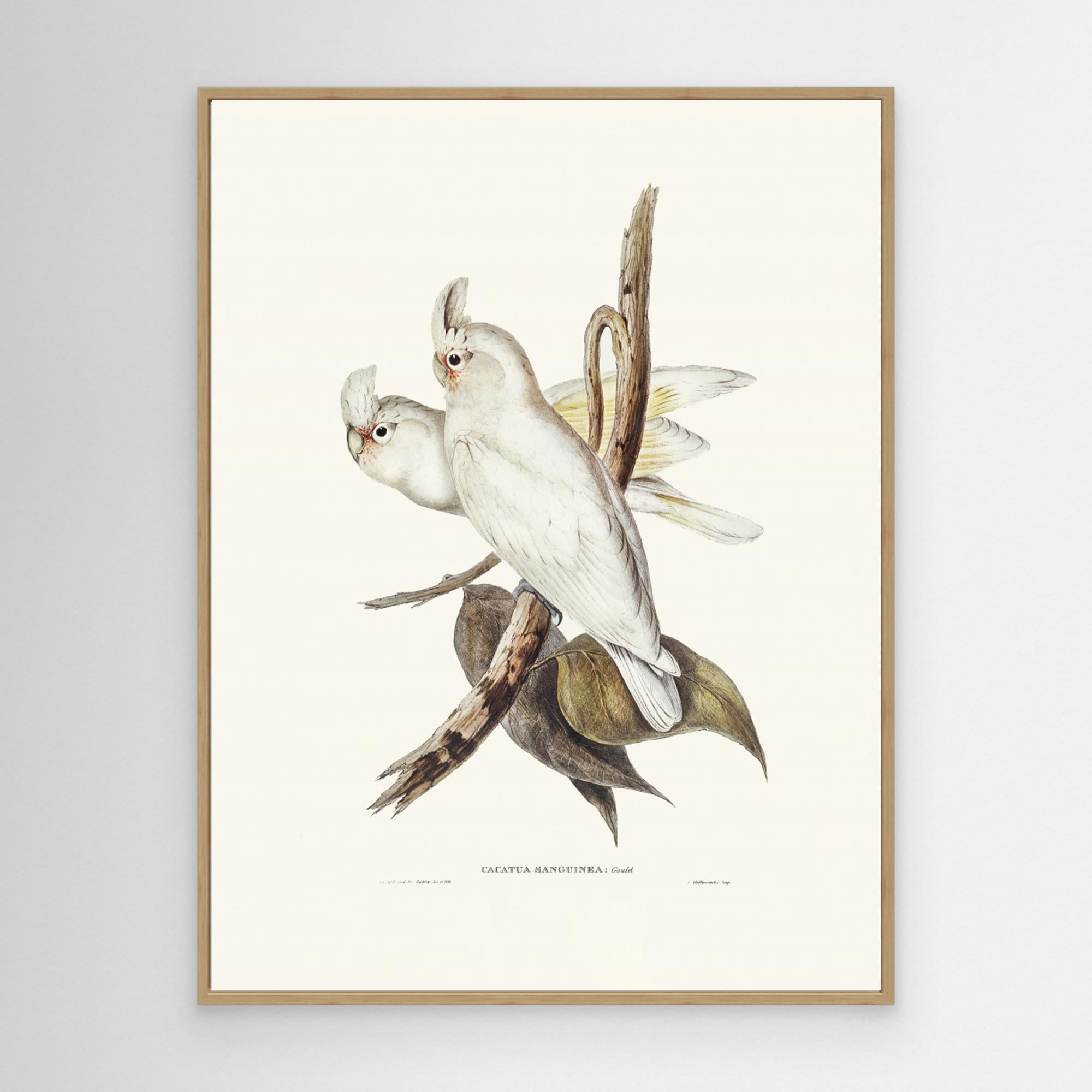 Blood Stained Cockatoo by Pictufy Canvas