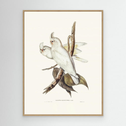 Blood Stained Cockatoo by Pictufy Canvas
