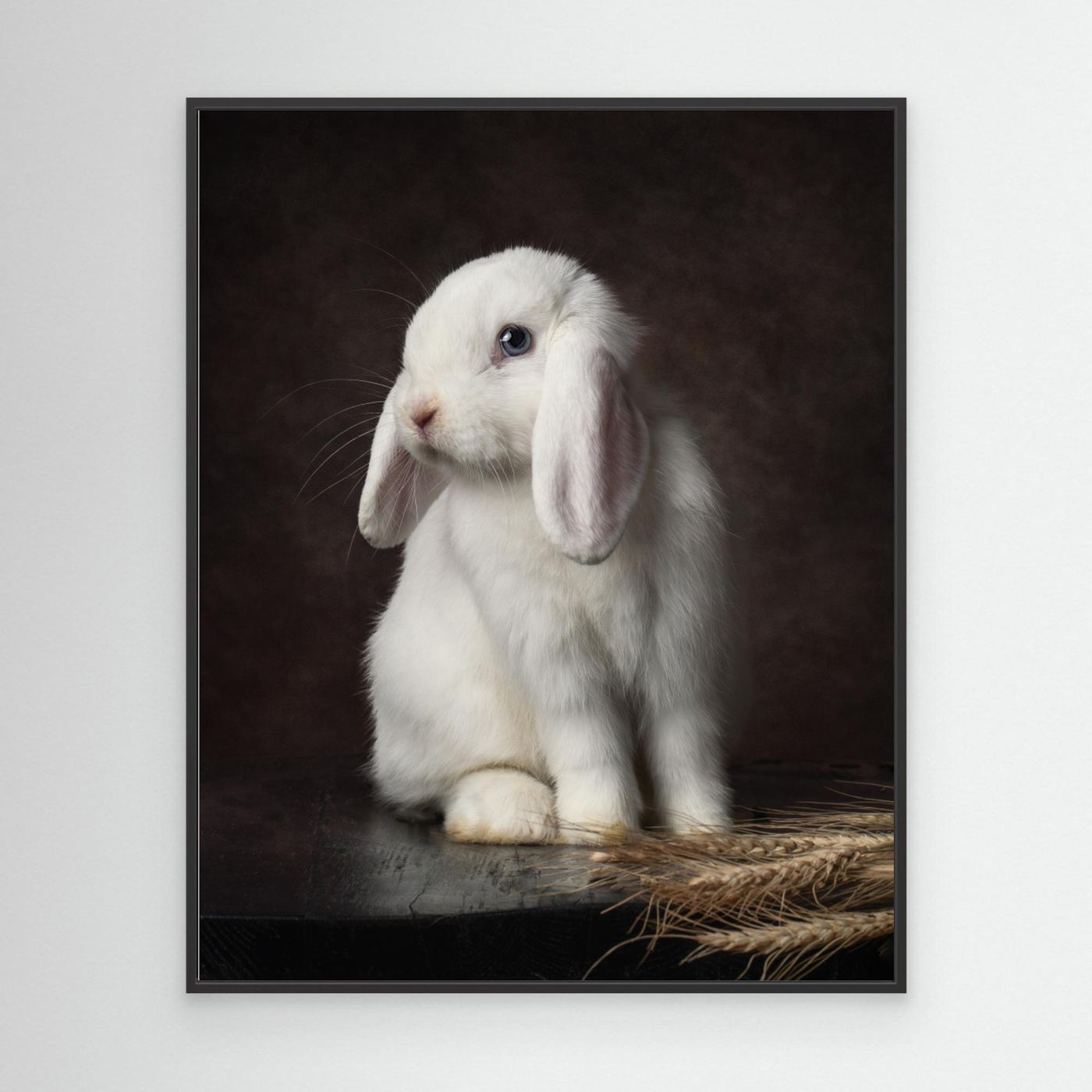 Timeless Portrait of Coco, the White Holland Lop Rabbit by Noa Nick Canvas