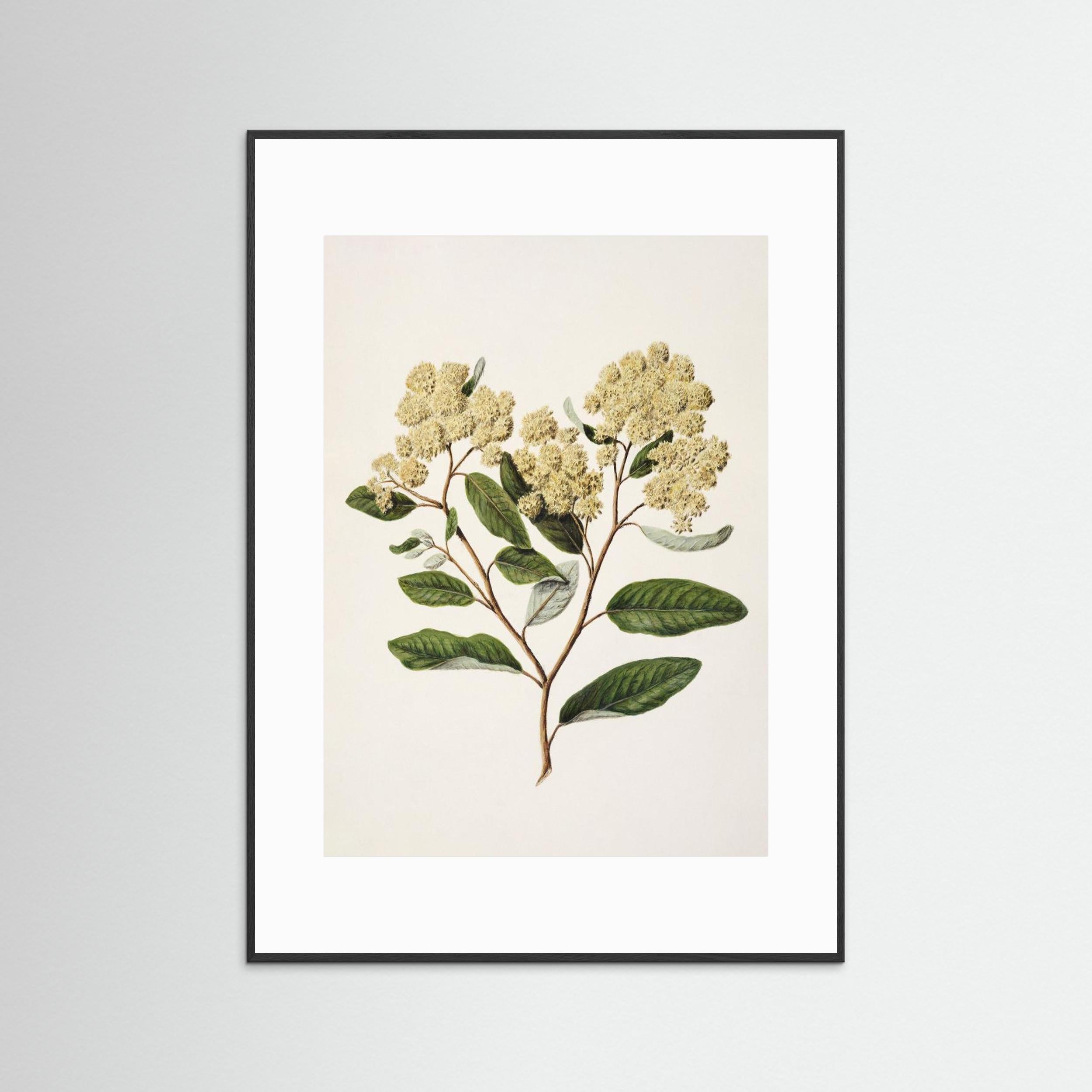 Kumarahou Drawn By Sarah Featon (1848–1927 Fine Art Paper