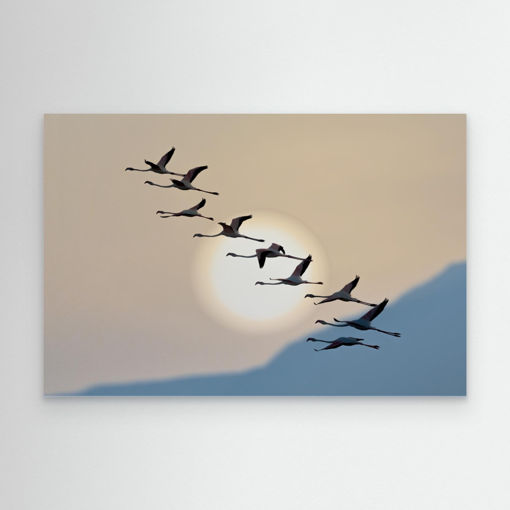 Flamingos at sunrise by אייל בר אור • Eyal Bar Or Canvas