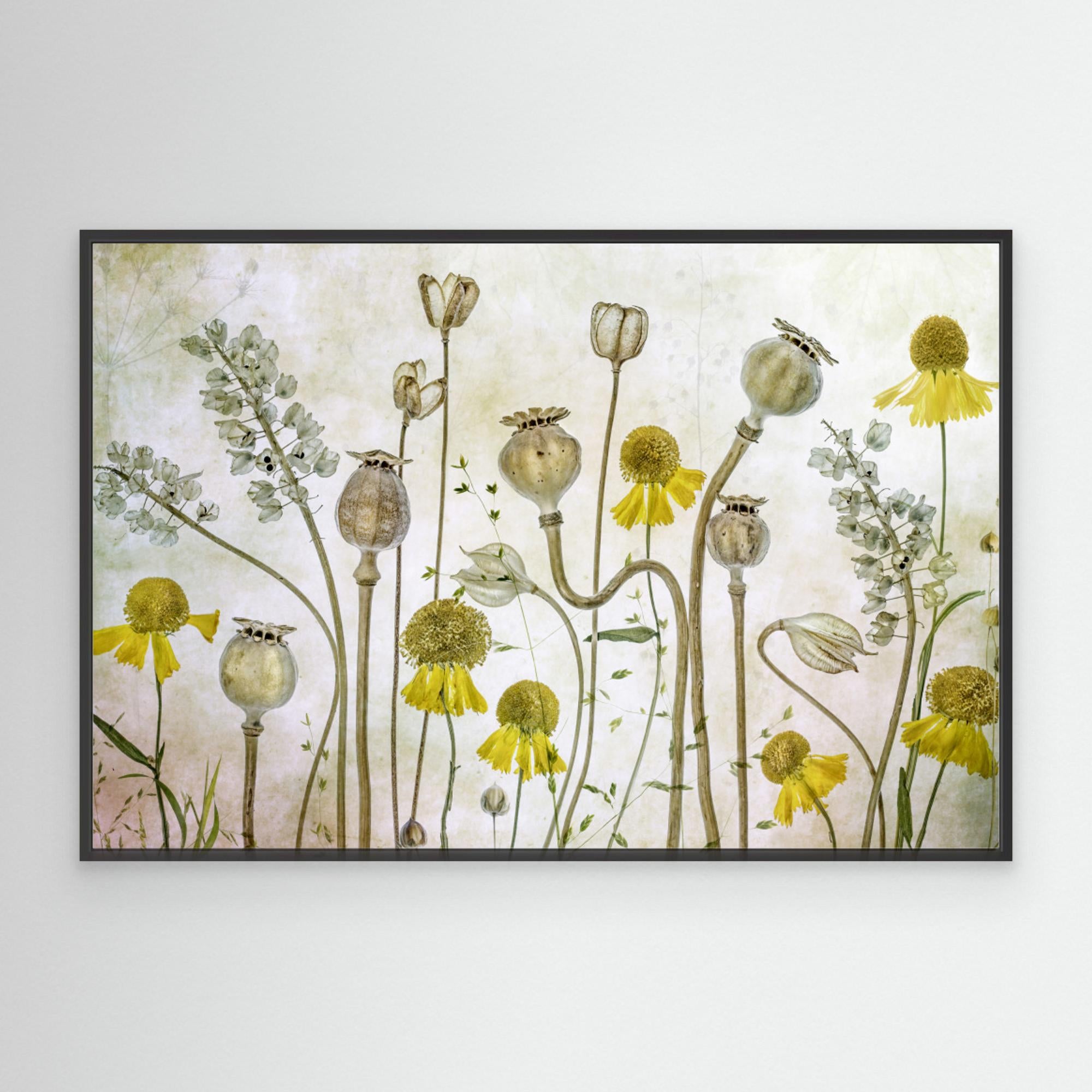 Poppies and Helenium by Mandy Disher