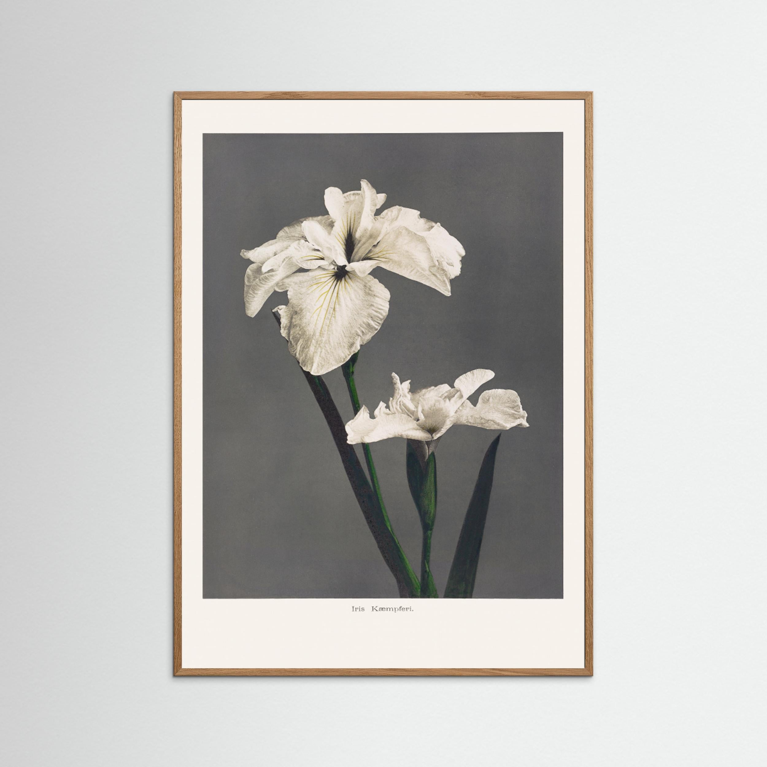 Iris Kæmpferi Fine Art Paper