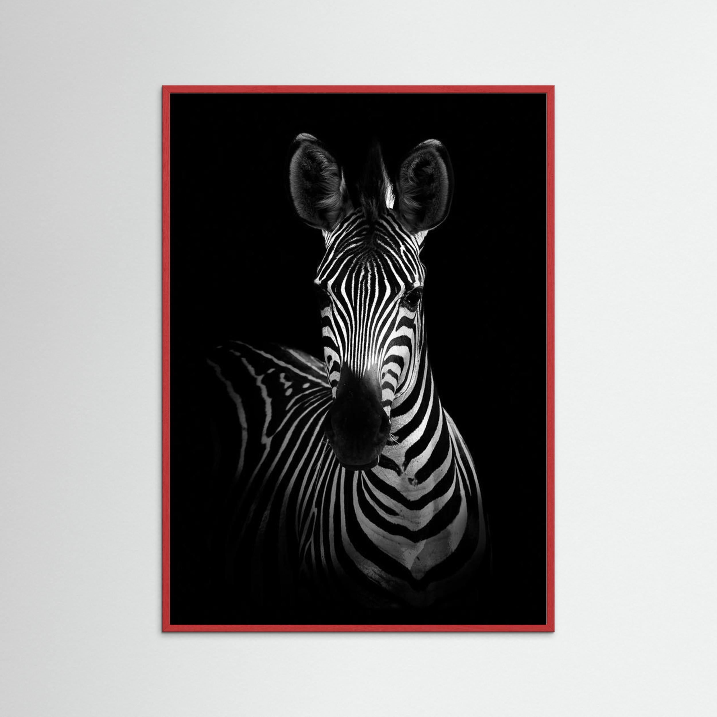 The Zebra by Wild Photo Art Fine Art Paper