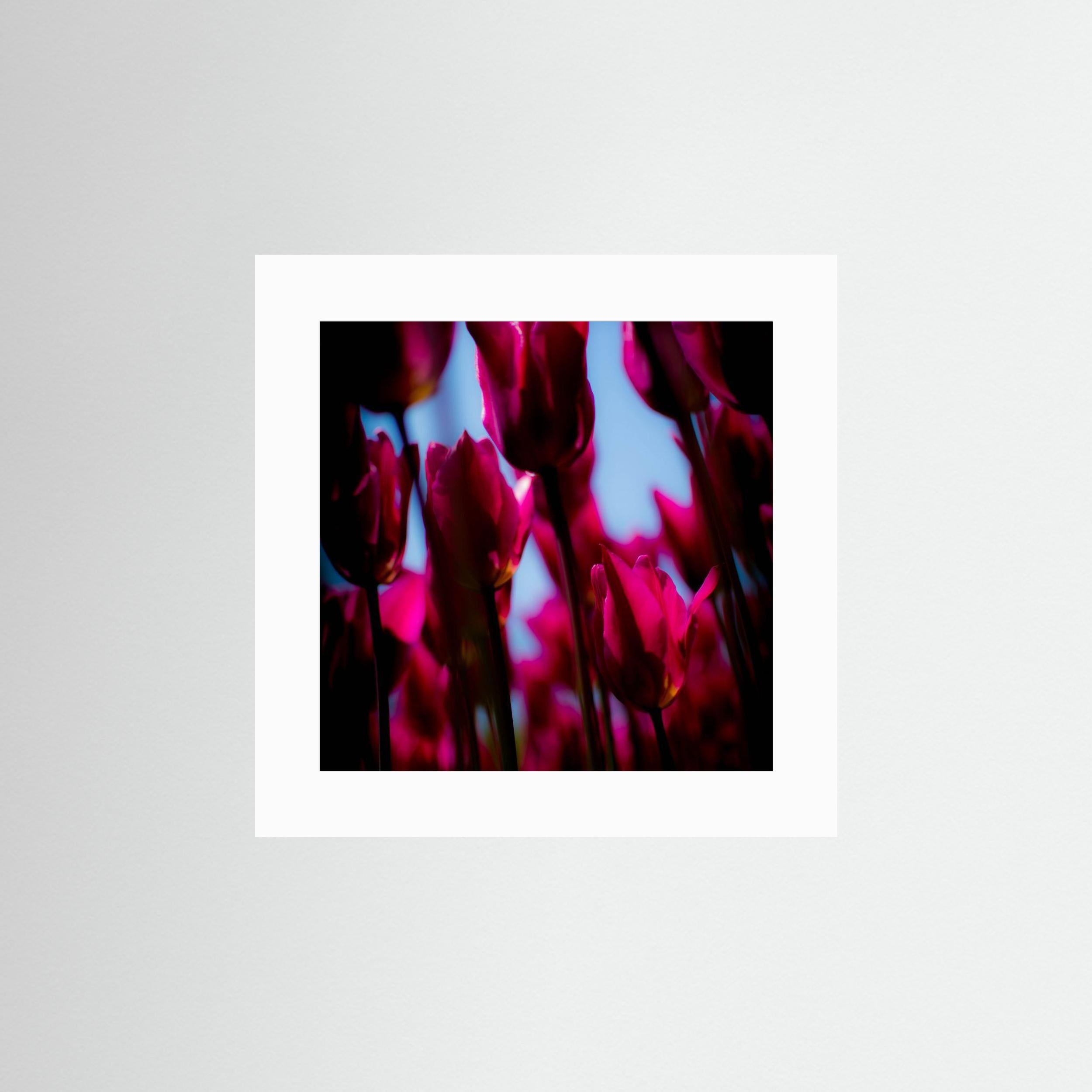 Purple Tulips by Pelin Atilla