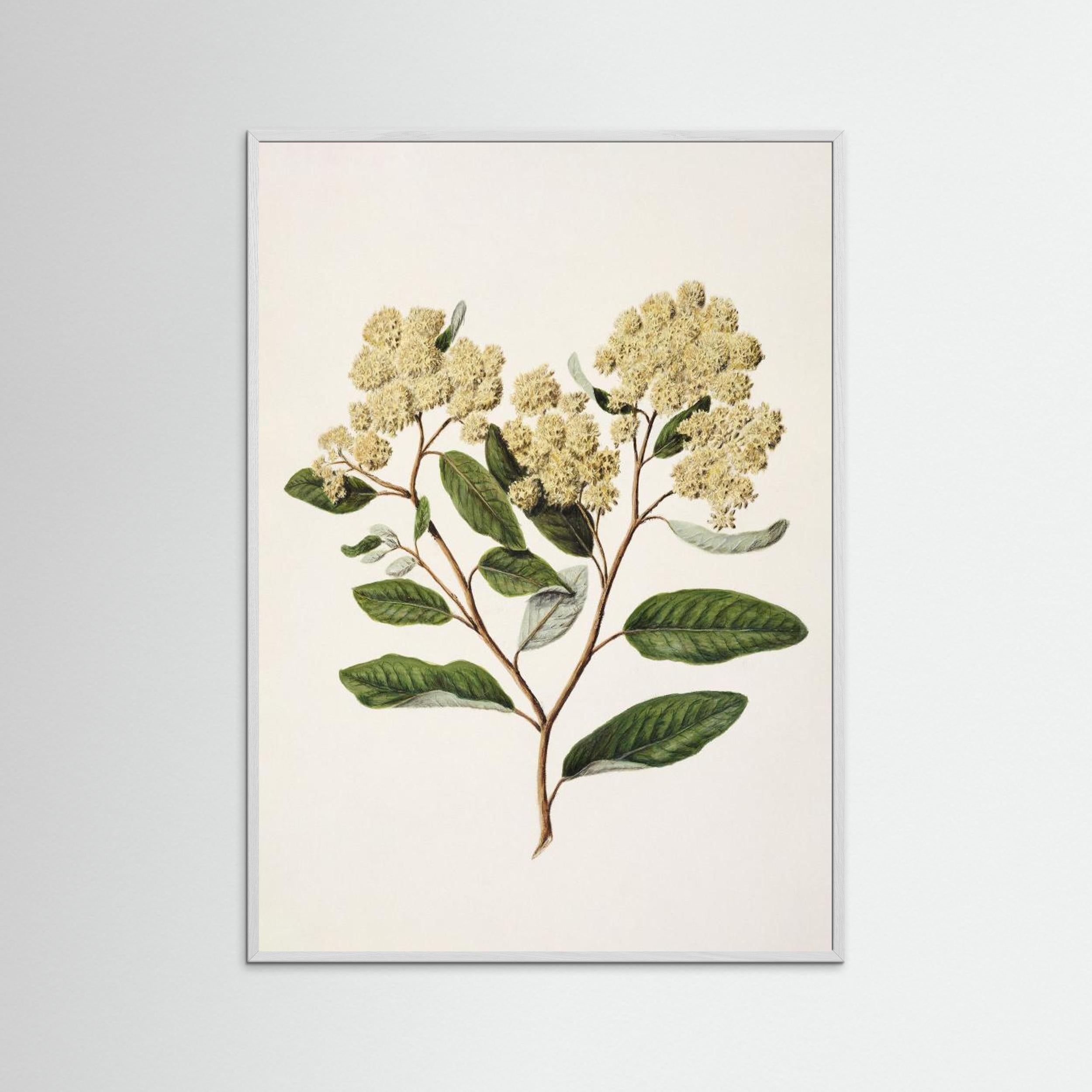 Kumarahou Drawn By Sarah Featon (1848–1927 Fine Art Paper