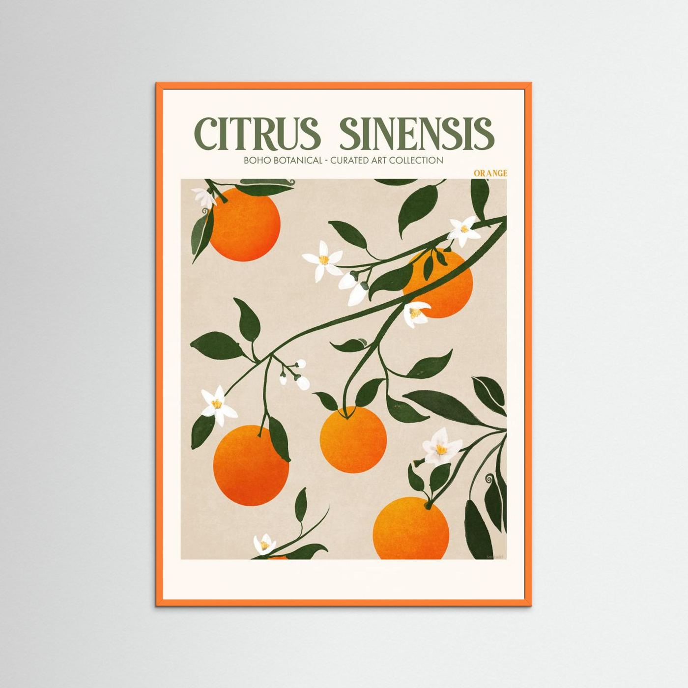 Citrus Sinensis - Orange by Emel Tunaboylu Fine Art Paper 