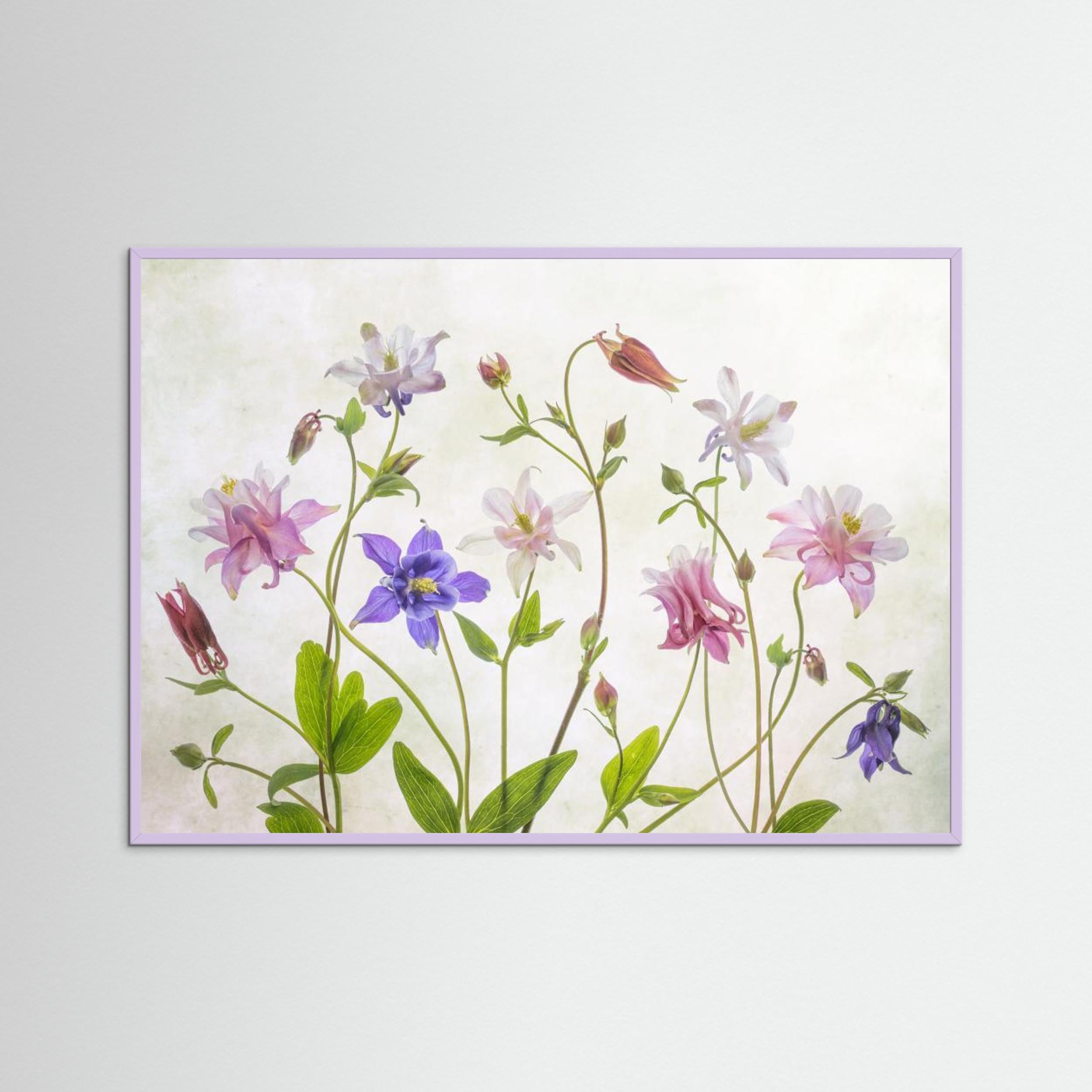 Columbine by Mandy Disher Fine Art Paper 