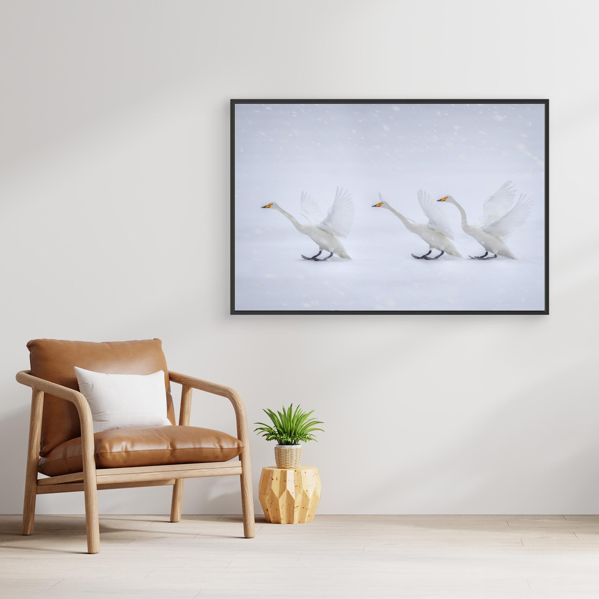 Happy in the white world by Qing Zhao Canvas