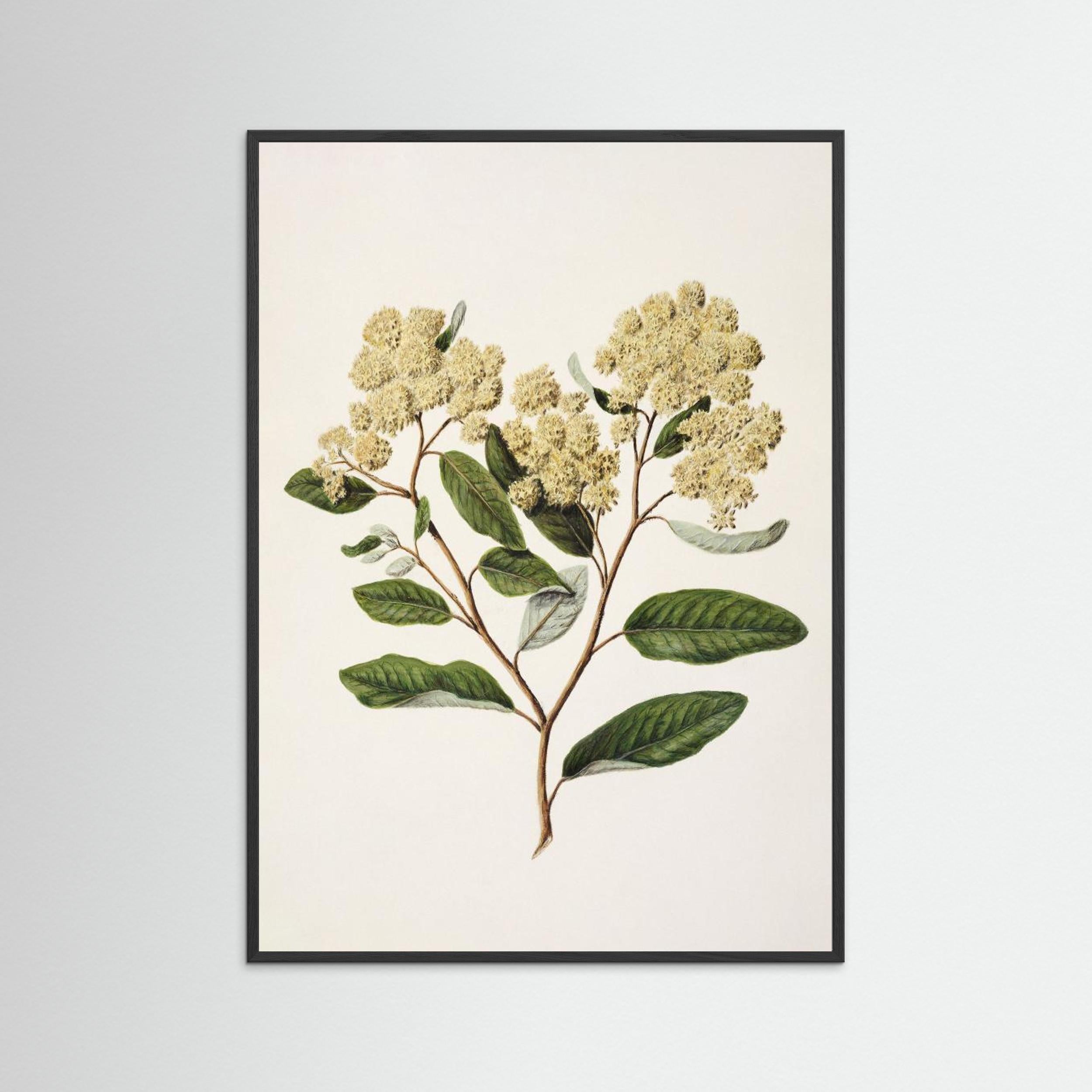 Kumarahou Drawn By Sarah Featon (1848–1927 Fine Art Paper