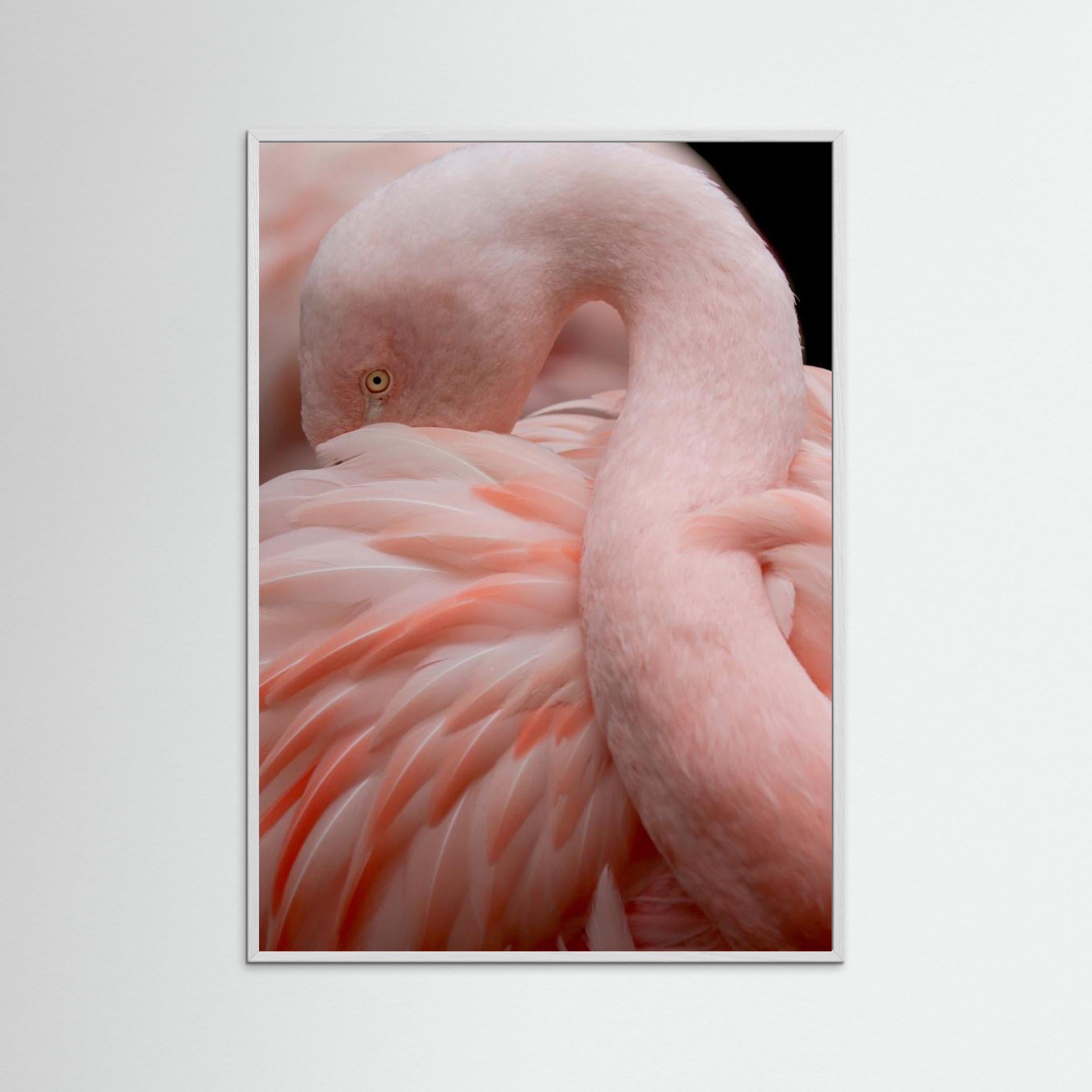 Portrait of a Pink Flamingo by Robin Wechsler Fine Art Paper
