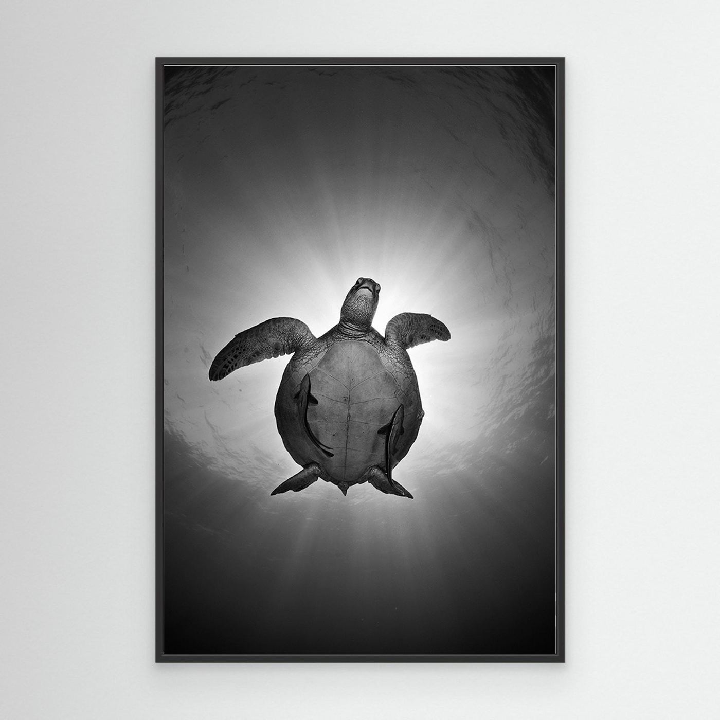 Sun by Andrey Narchuk Canvas