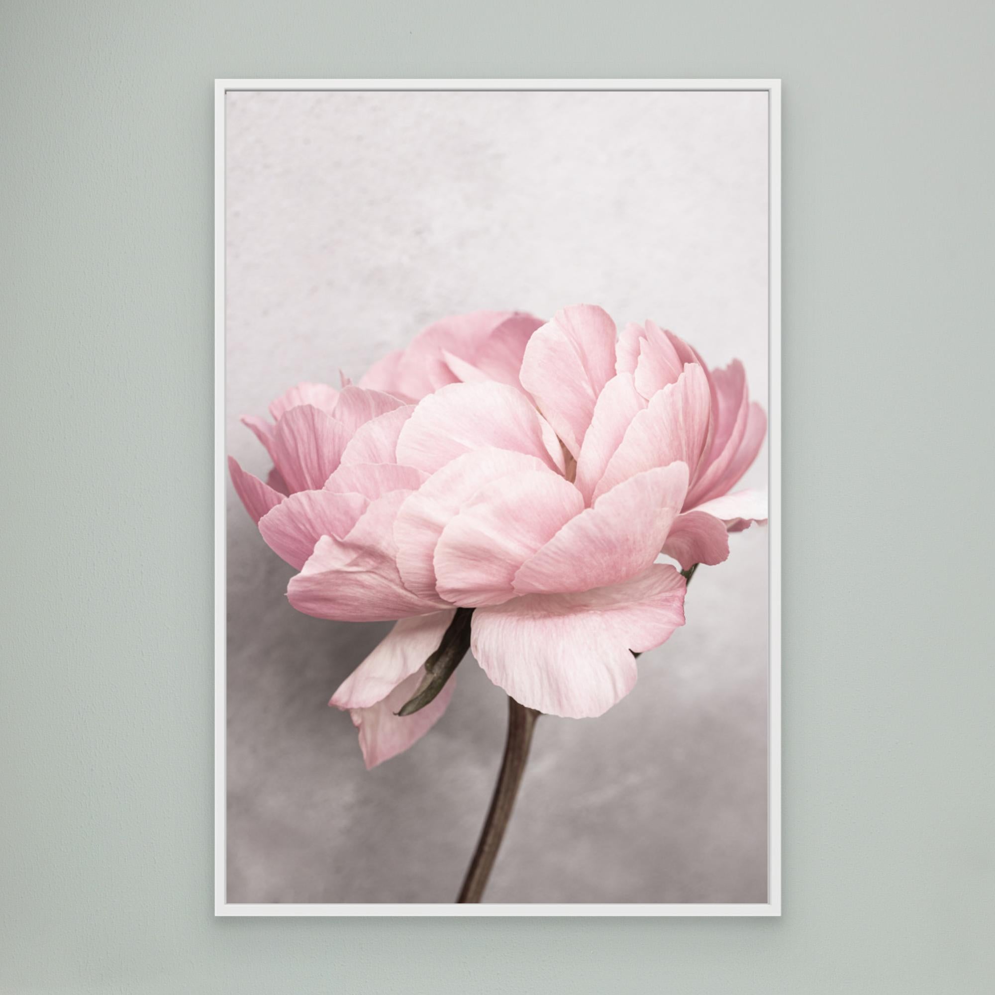 Peony by Kathrin Pienaar