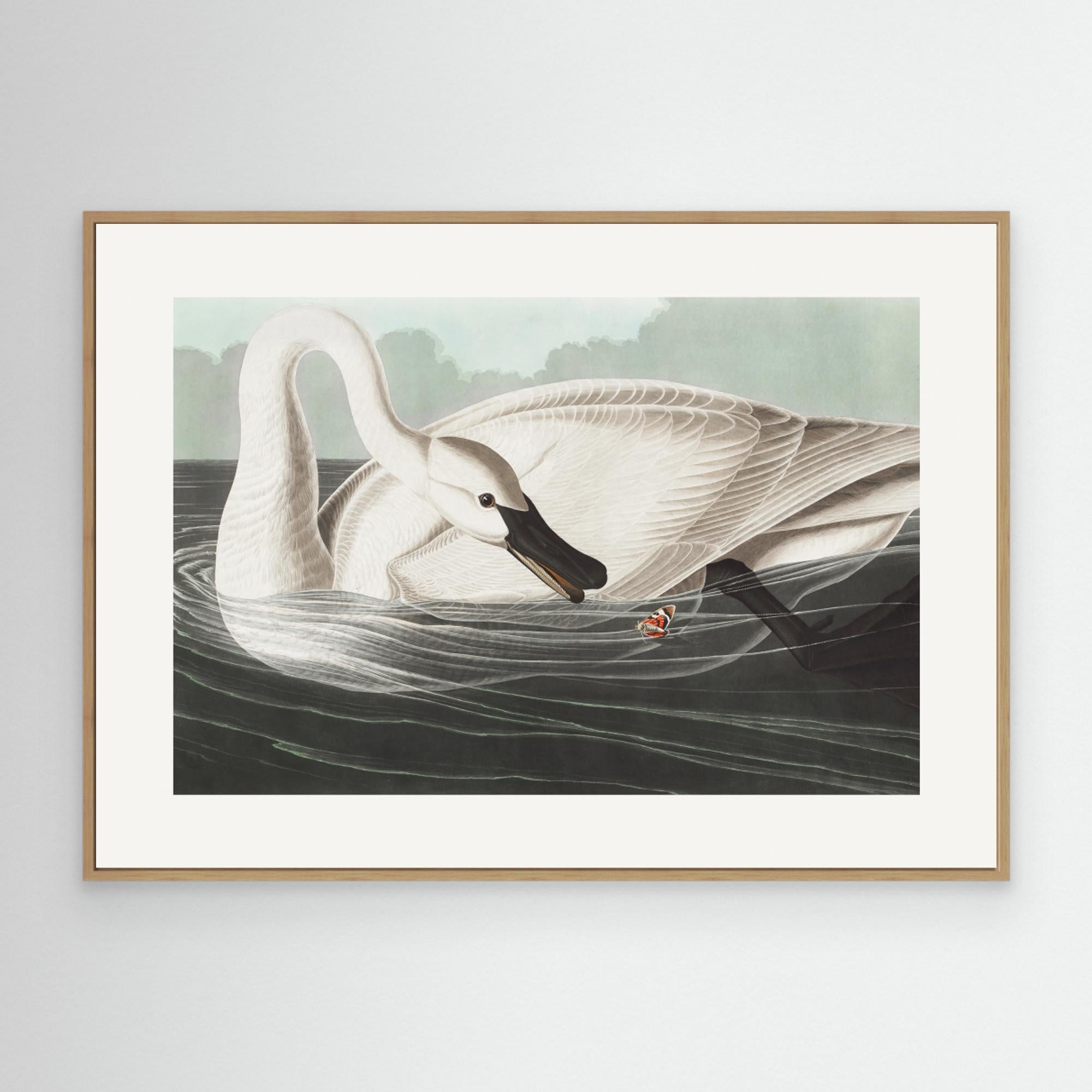 Trumpeter Swan From Birds of America (1827) Canvas