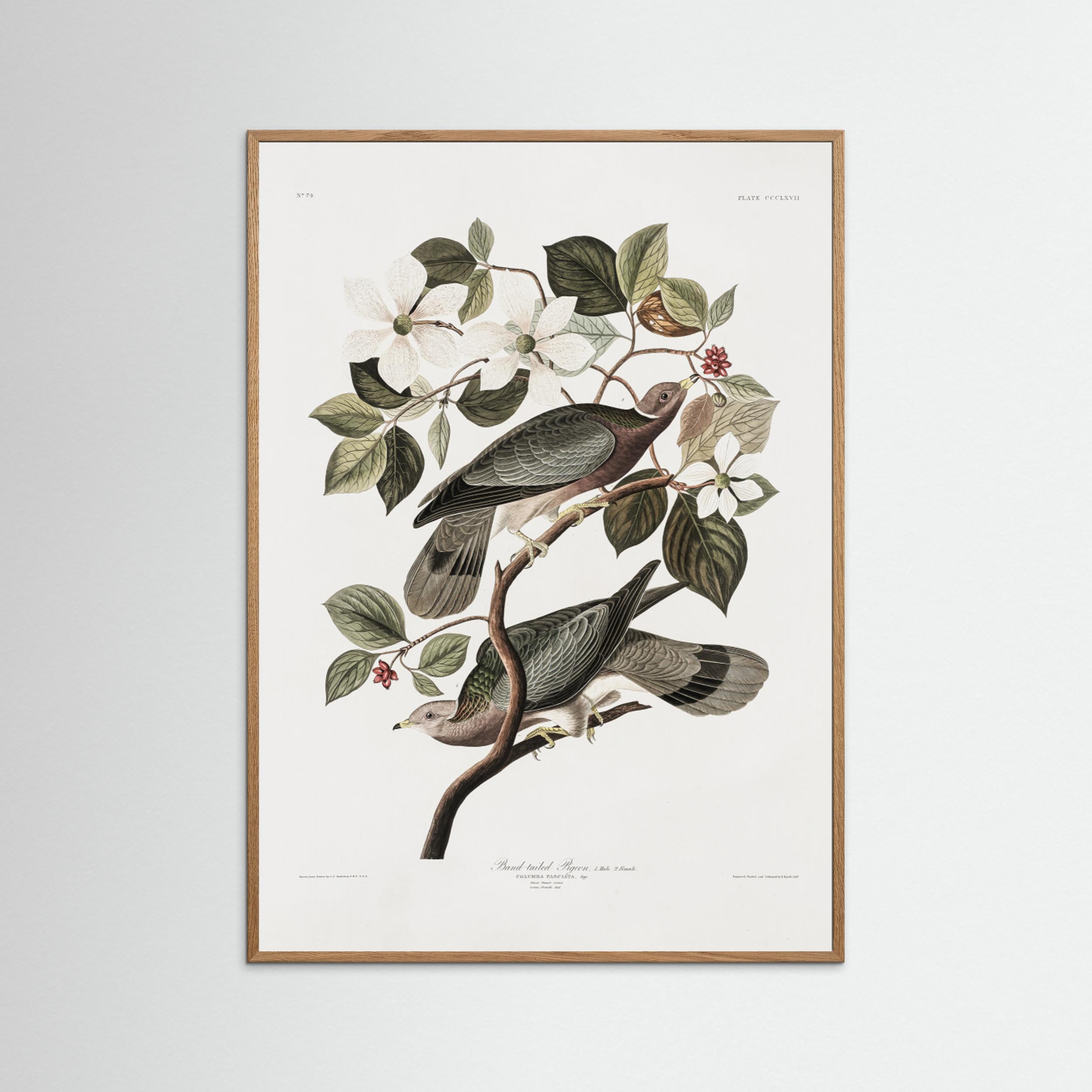 Brand Tailed Pigeon From Birds Of America (1827) by Pictufy