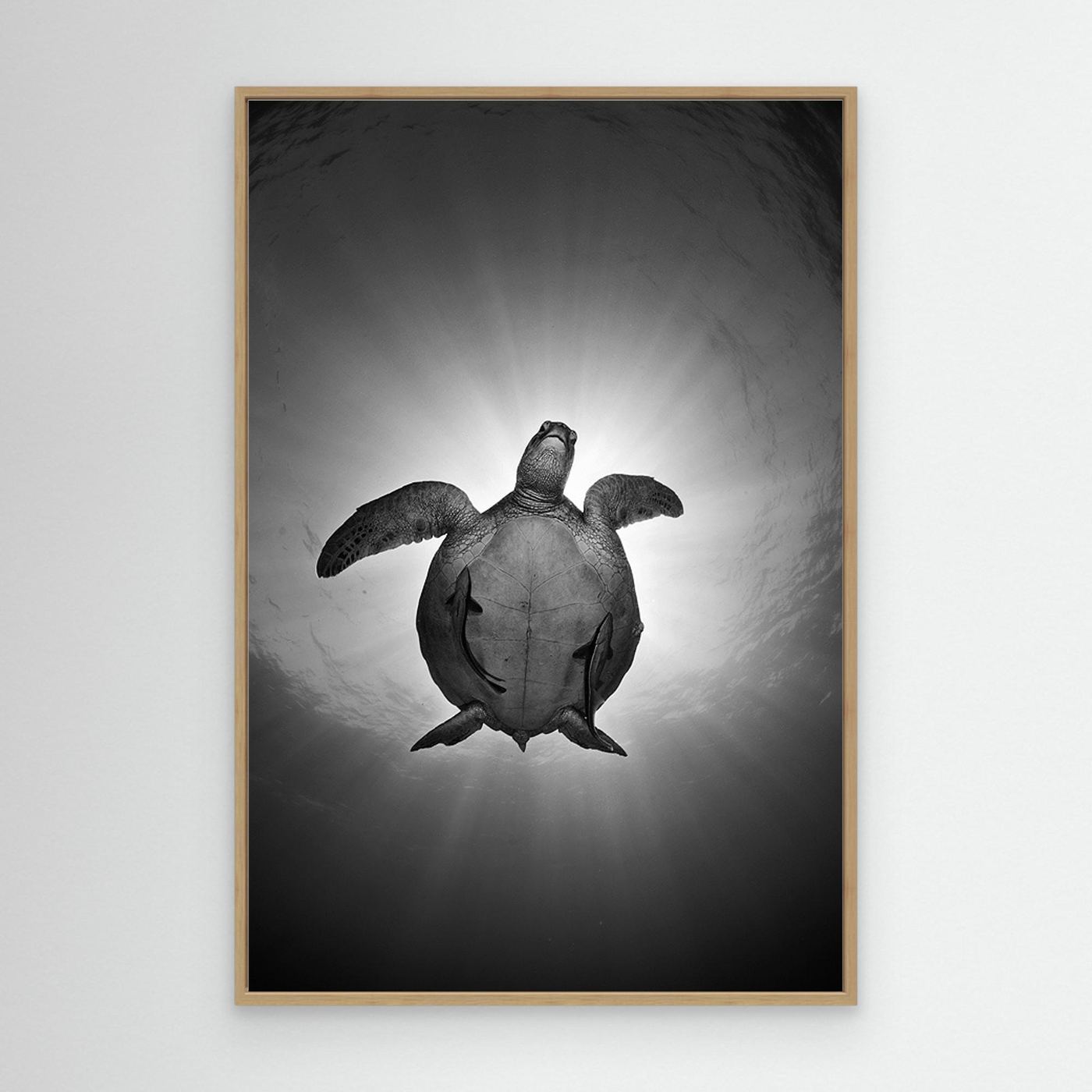 Sun by Andrey Narchuk Canvas